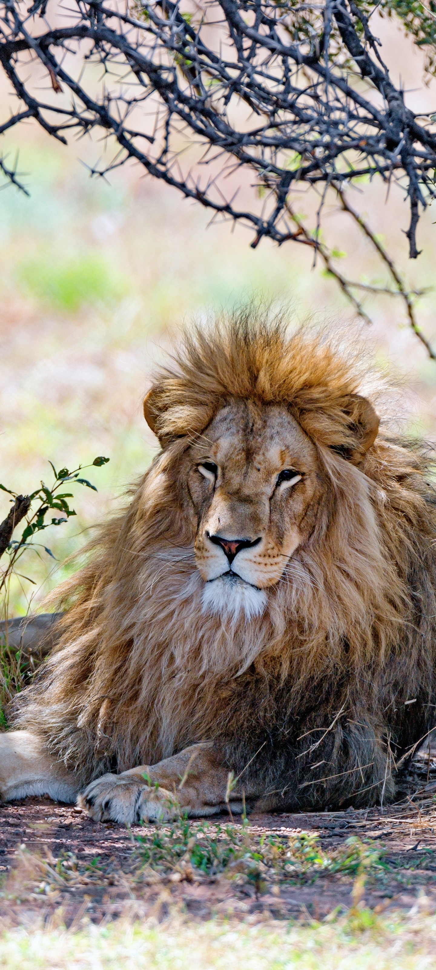 Téléchargez gratuitement l'image Animaux, Chats, Lion sur le bureau de votre PC