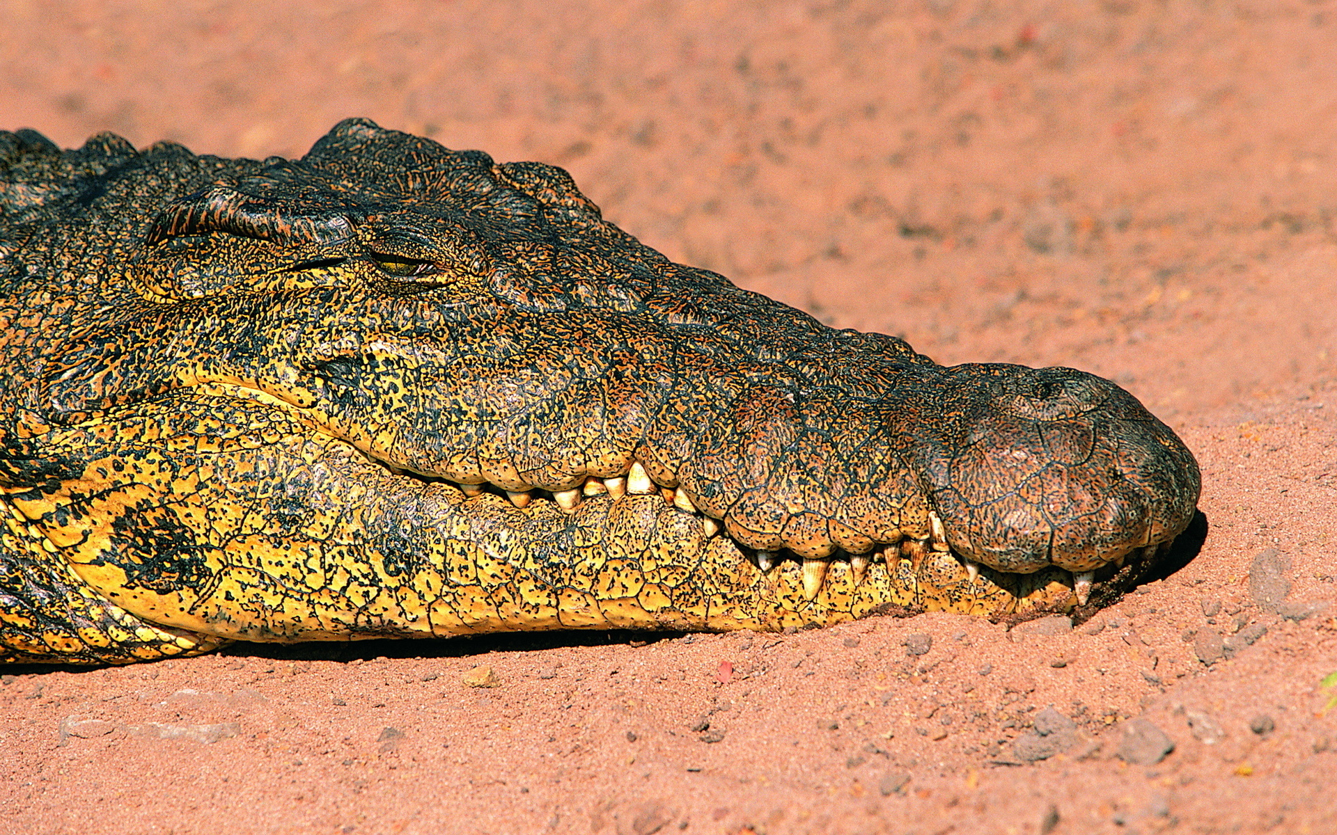 Download mobile wallpaper Crocodile, Reptiles, Animal for free.