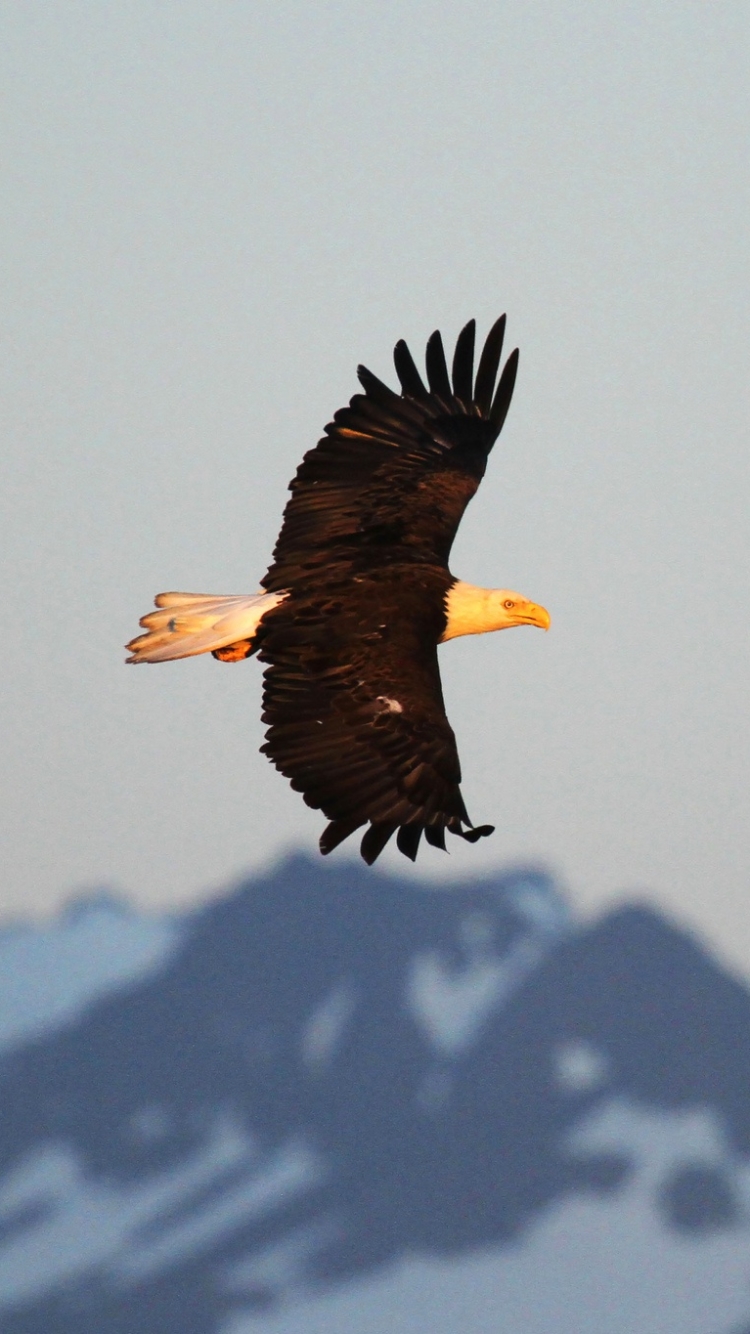 Download mobile wallpaper Birds, Bird, Animal, Eagle, Bald Eagle, Bird Of Prey for free.