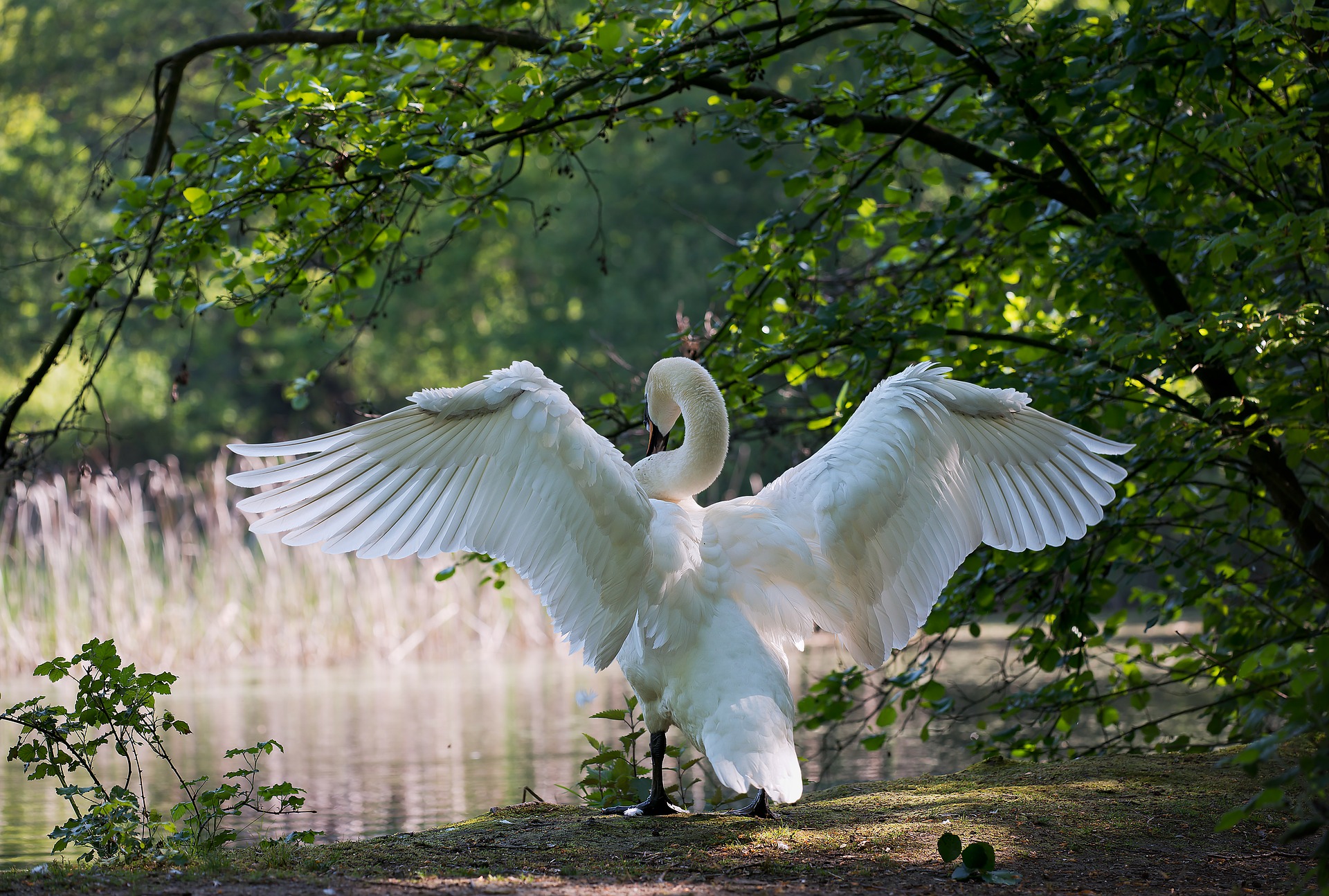 Handy-Wallpaper Tiere, Vögel, Vogel, Schwan kostenlos herunterladen.