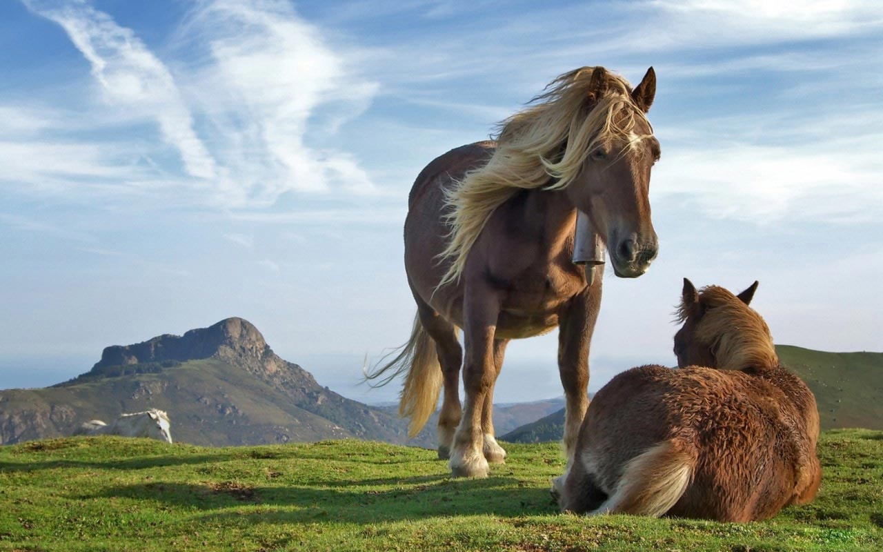 Laden Sie das Tiere, Hauspferd-Bild kostenlos auf Ihren PC-Desktop herunter