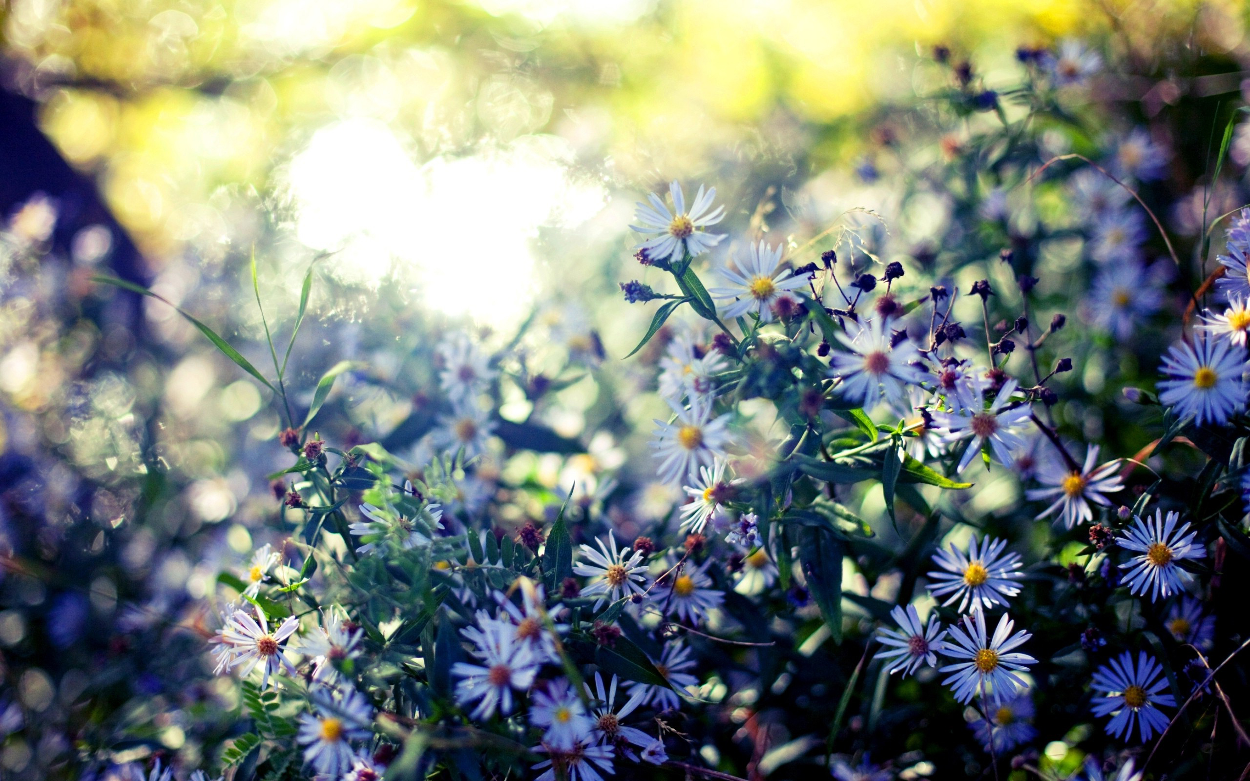 Free download wallpaper Flowers, Flower, Earth on your PC desktop