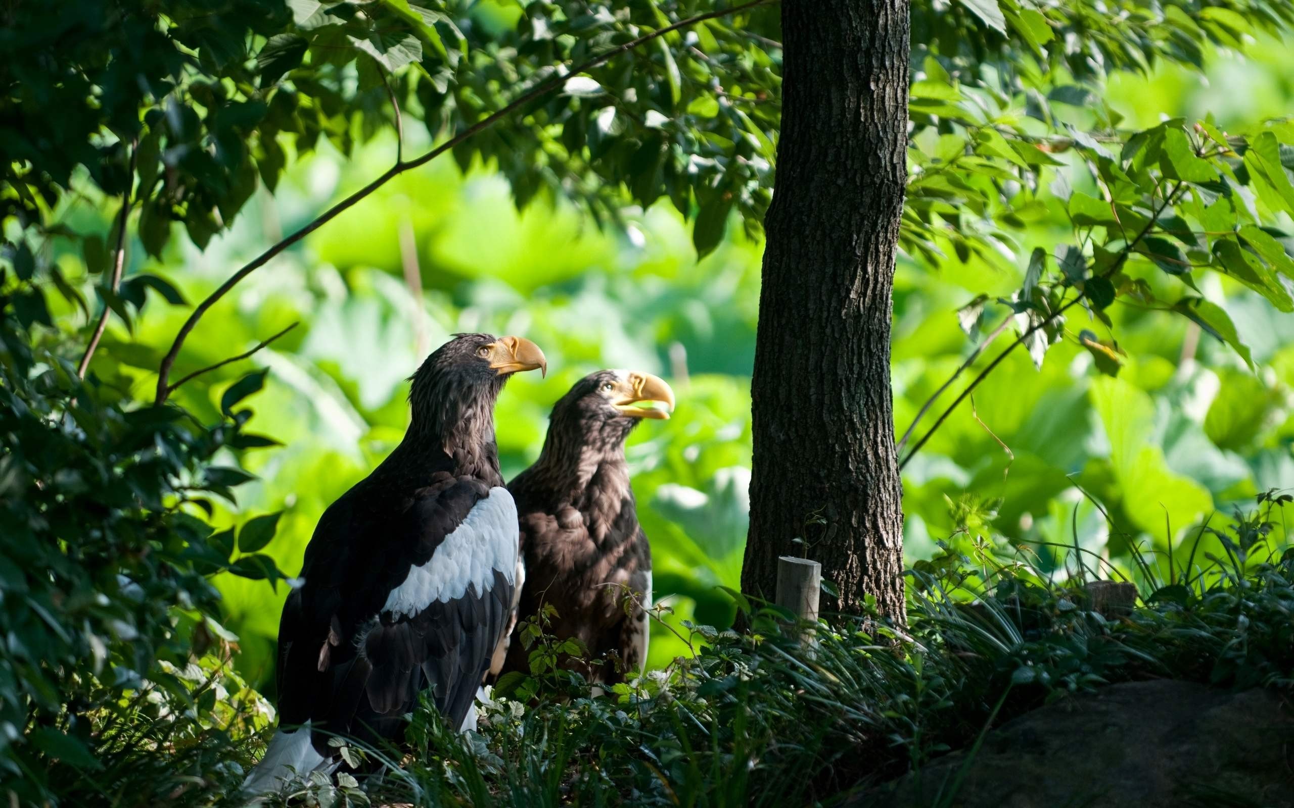 Download mobile wallpaper Birds, Animal, Eagle for free.