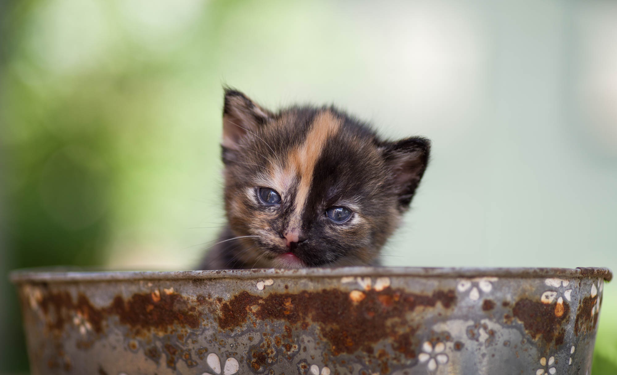 Free download wallpaper Kitten, Baby Animal, Cat, Cats, Animal on your PC desktop