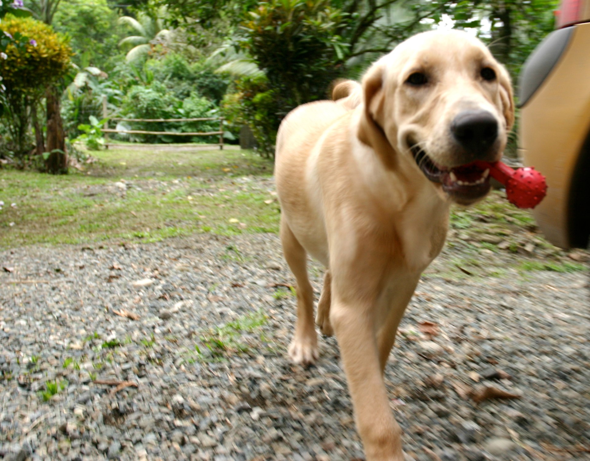 Descarga gratuita de fondo de pantalla para móvil de Labrador Retriever, Perros, Perro, Animales.