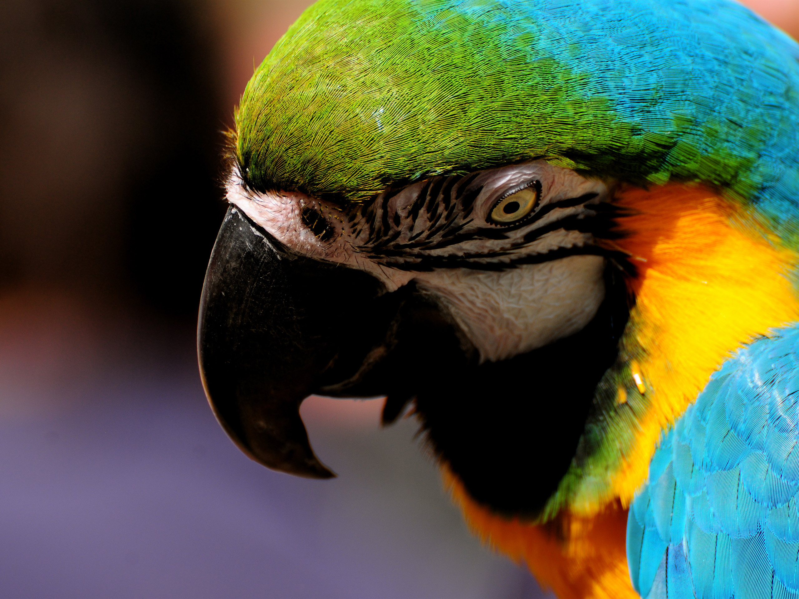 animal, blue and yellow macaw, birds
