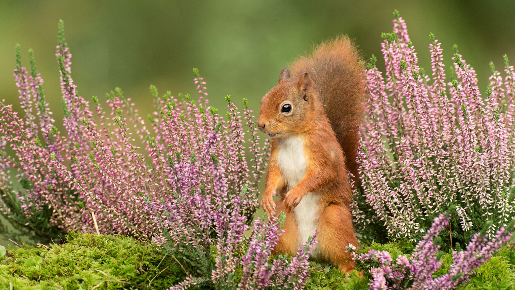 Download mobile wallpaper Squirrel, Flower, Animal, Rodent for free.
