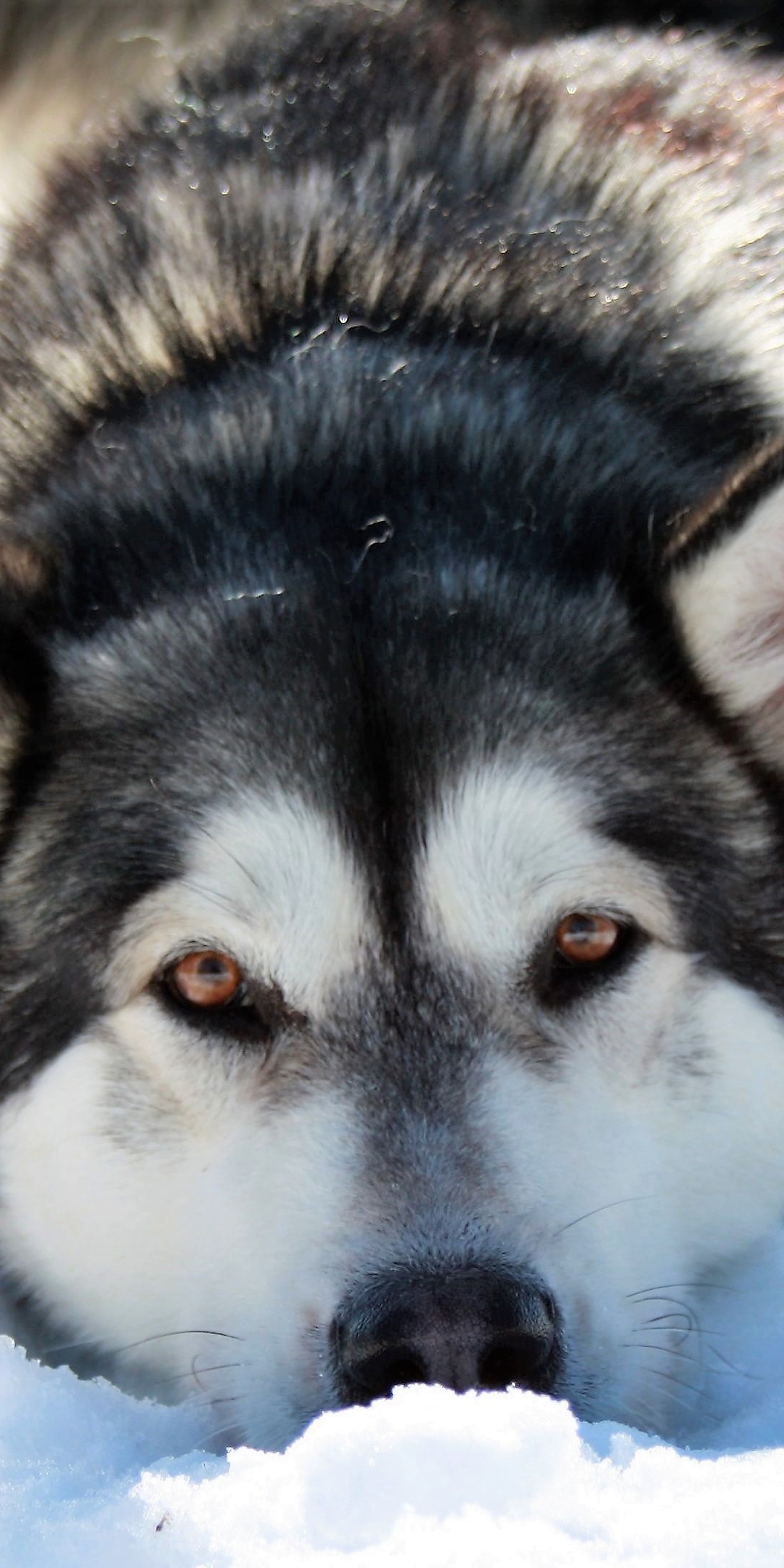 Baixar papel de parede para celular de Animais, Cães, Cão, Husky, Husky Siberiano gratuito.