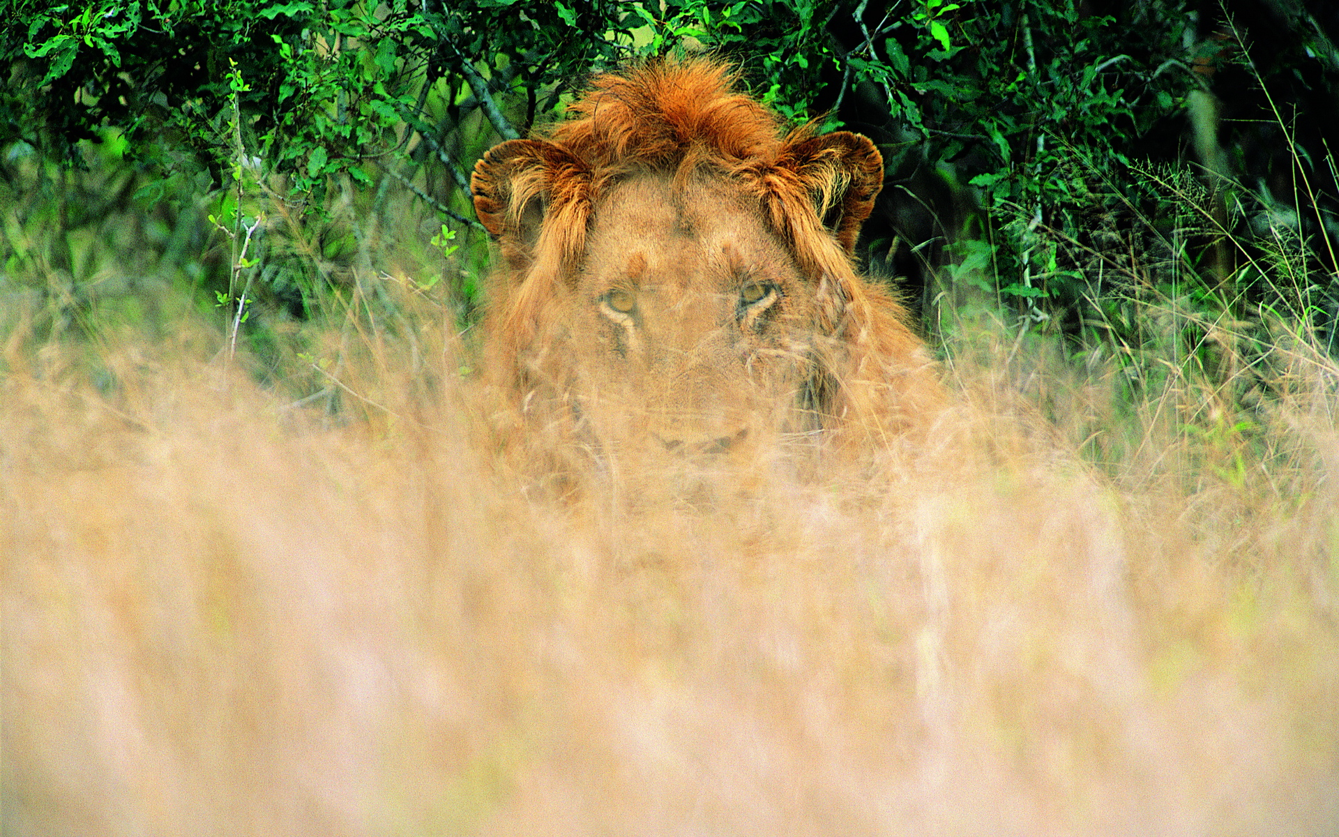 Téléchargez des papiers peints mobile Animaux, Chats, Lion gratuitement.