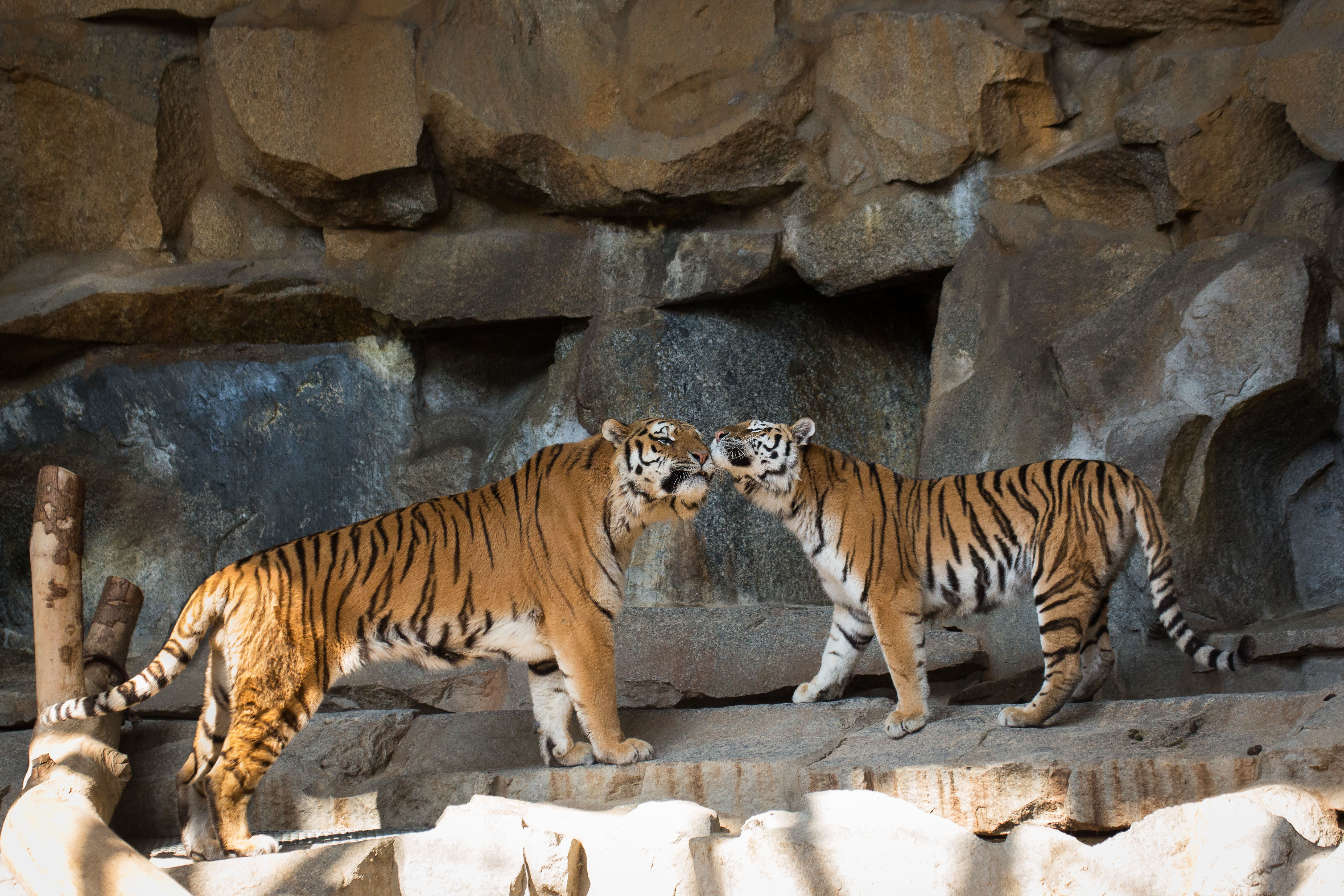 398666 descargar fondo de pantalla animales, tigre, parejas, zoo, gatos: protectores de pantalla e imágenes gratis