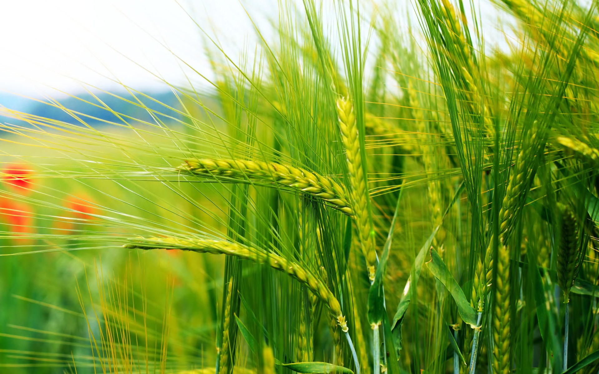 nature, earth, wheat, crops, field