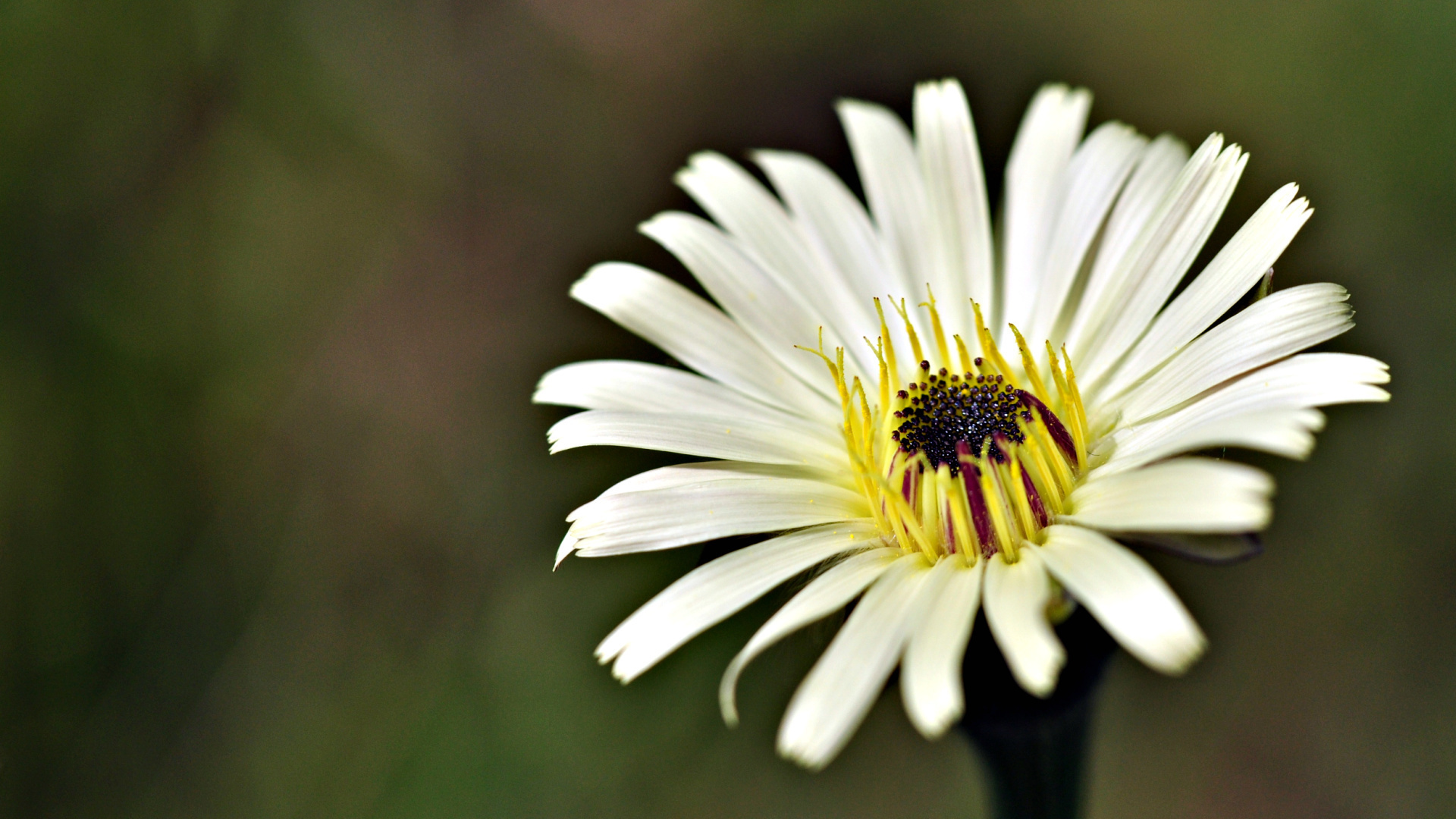 Baixar papel de parede para celular de Flores, Margarida, Terra/natureza gratuito.