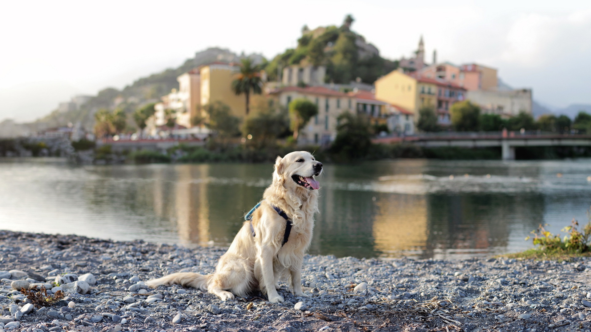 Baixar papel de parede para celular de Cães, Cão, Animais gratuito.