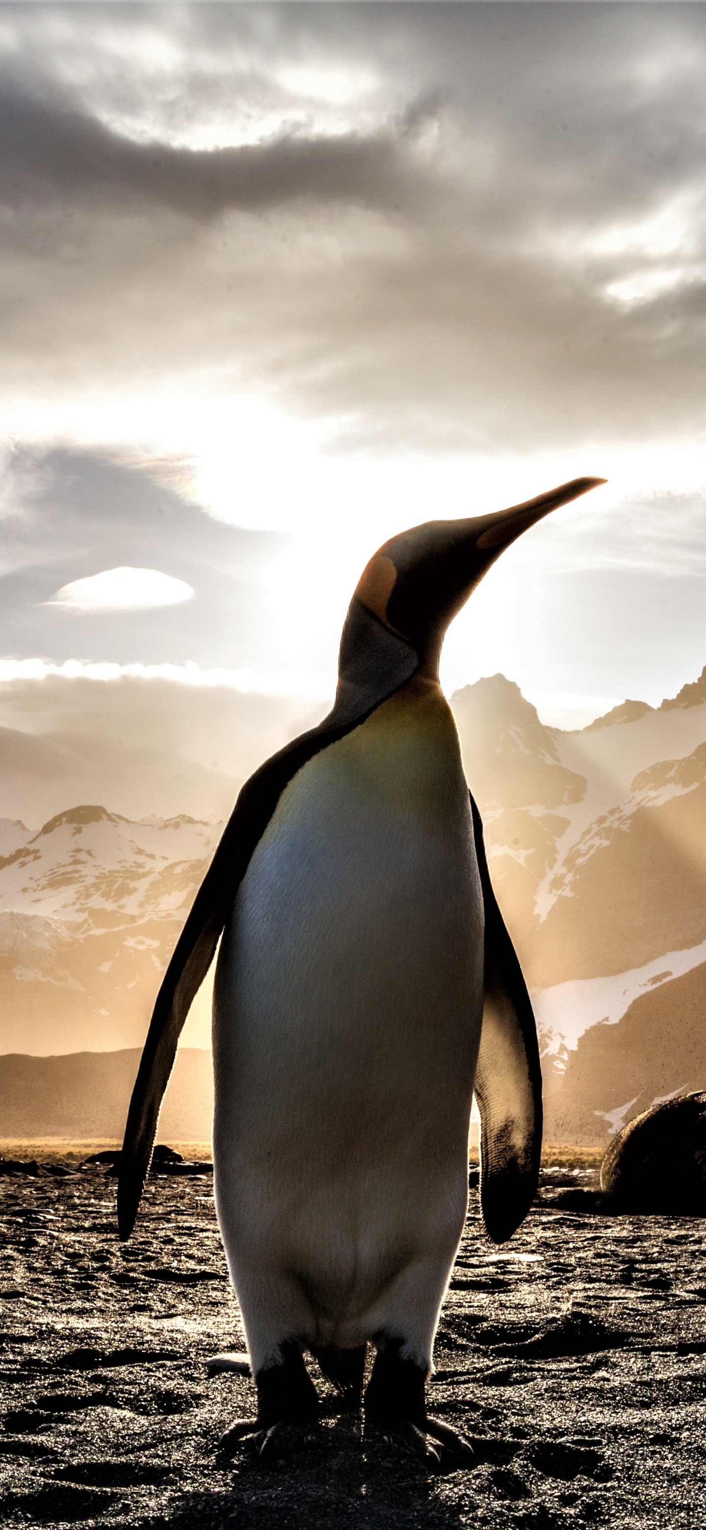 Download mobile wallpaper Birds, Bird, Animal, Penguin, Emperor Penguin for free.