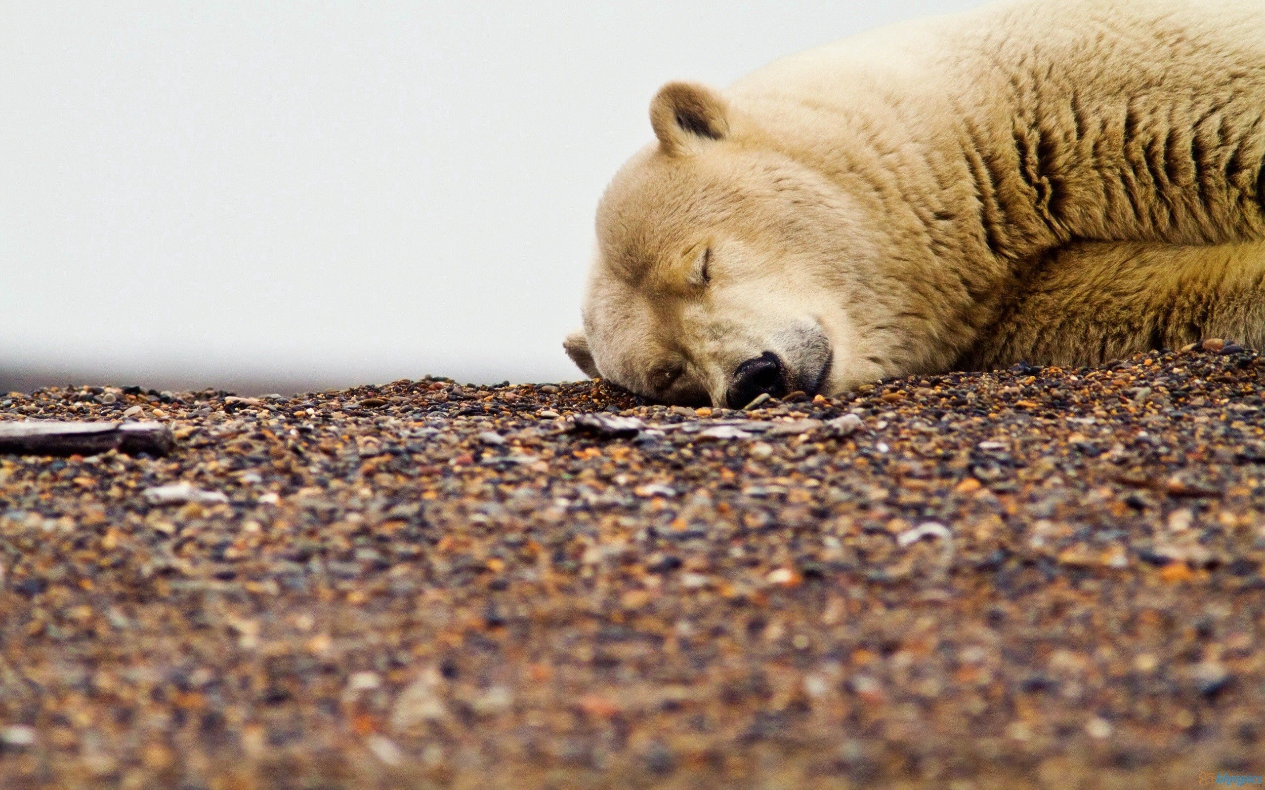 Free download wallpaper Animals, To Lie Down, Lie, Muzzle, Sleep, Polar Bear, Dream on your PC desktop