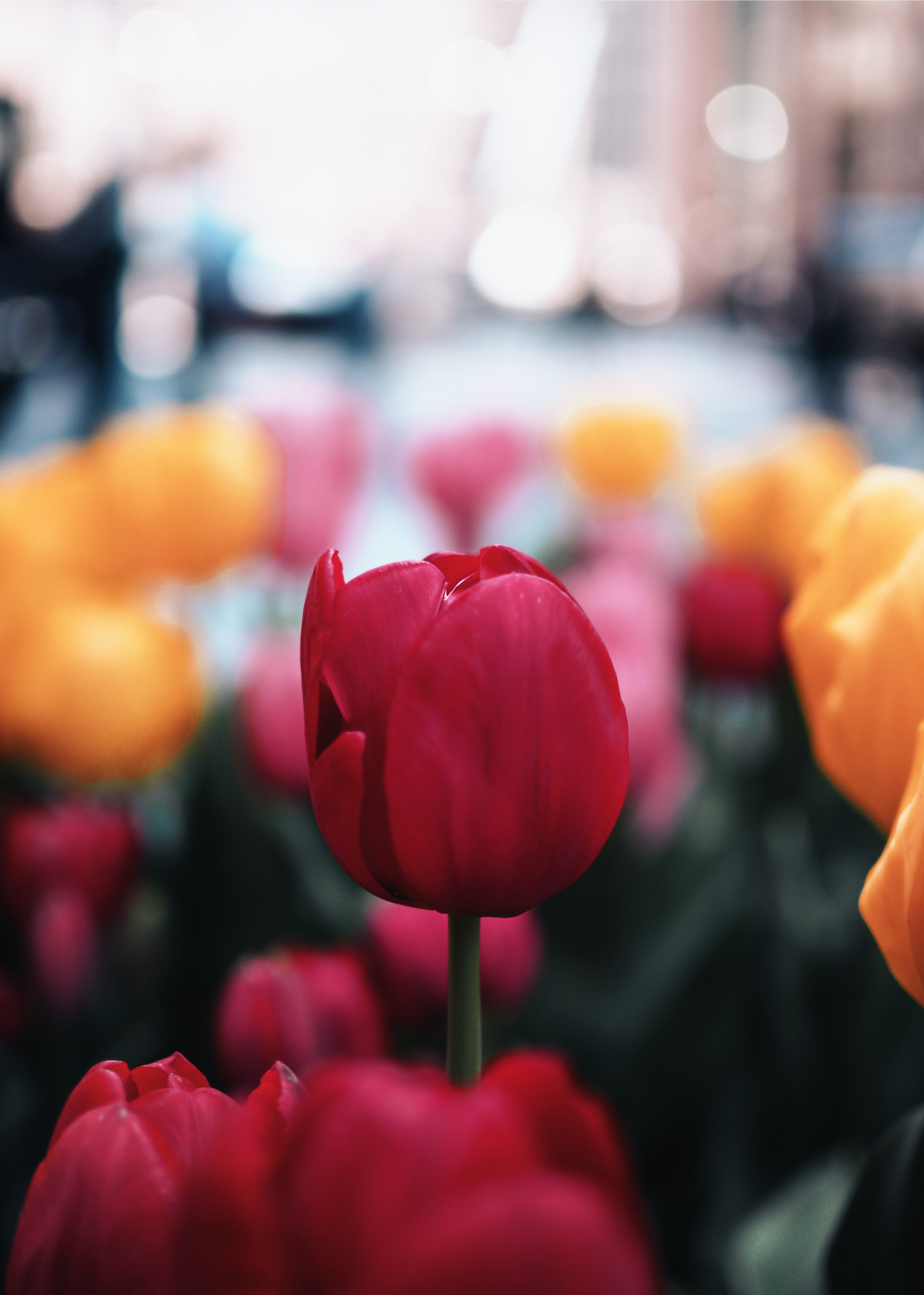 Завантажити шпалери безкоштовно Квіти, Квітка, Макро, Макрос, Тюльпан, Рослина, Цвітіння картинка на робочий стіл ПК
