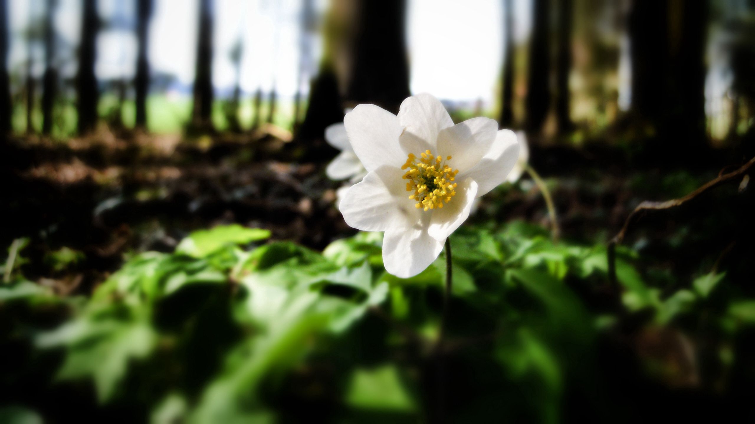 Free download wallpaper Flowers, Trees, Forest, Greens, Nature, Flower on your PC desktop