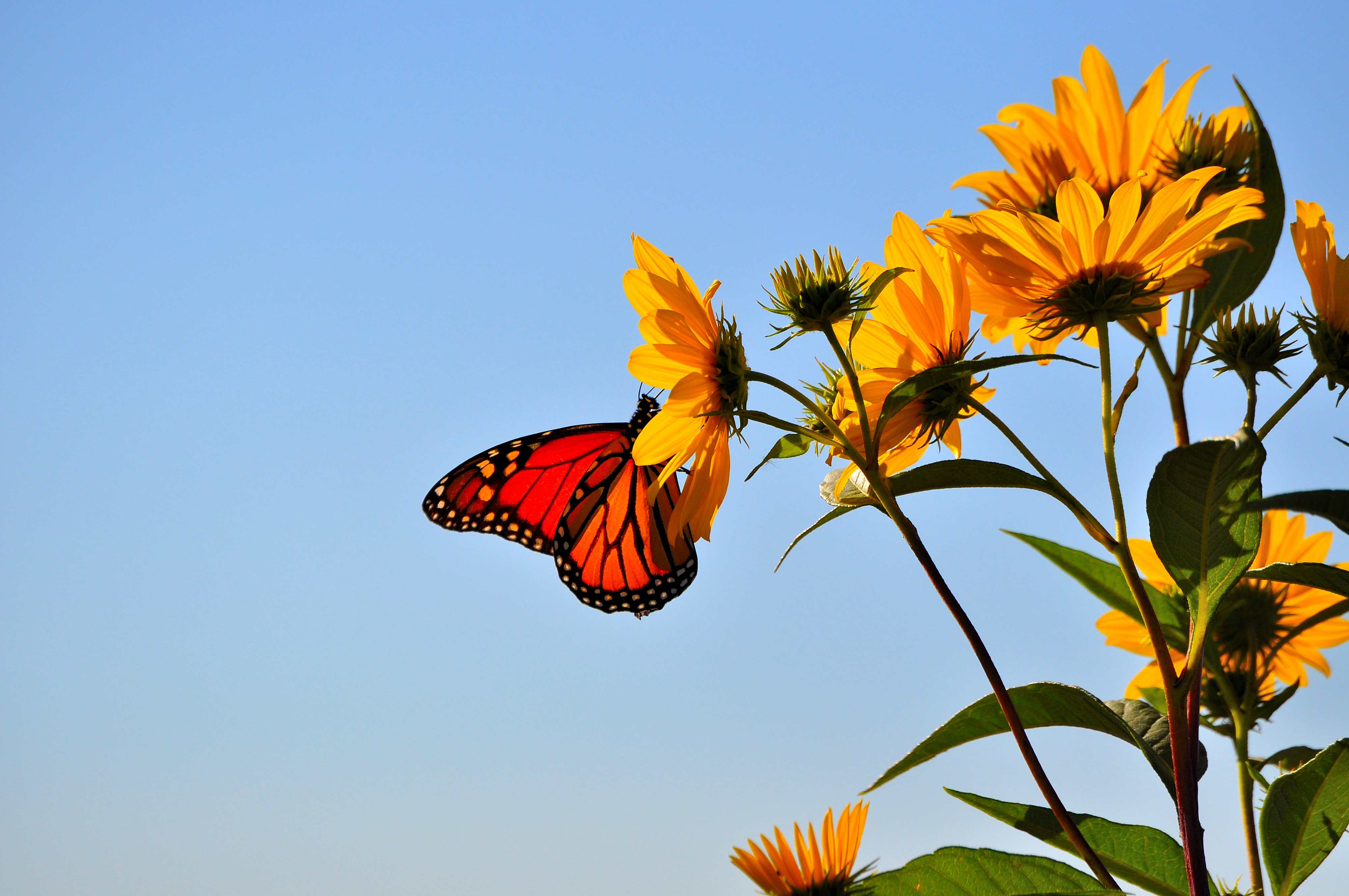 Download mobile wallpaper Wings, Flower, Animals, Sky, Butterfly for free.