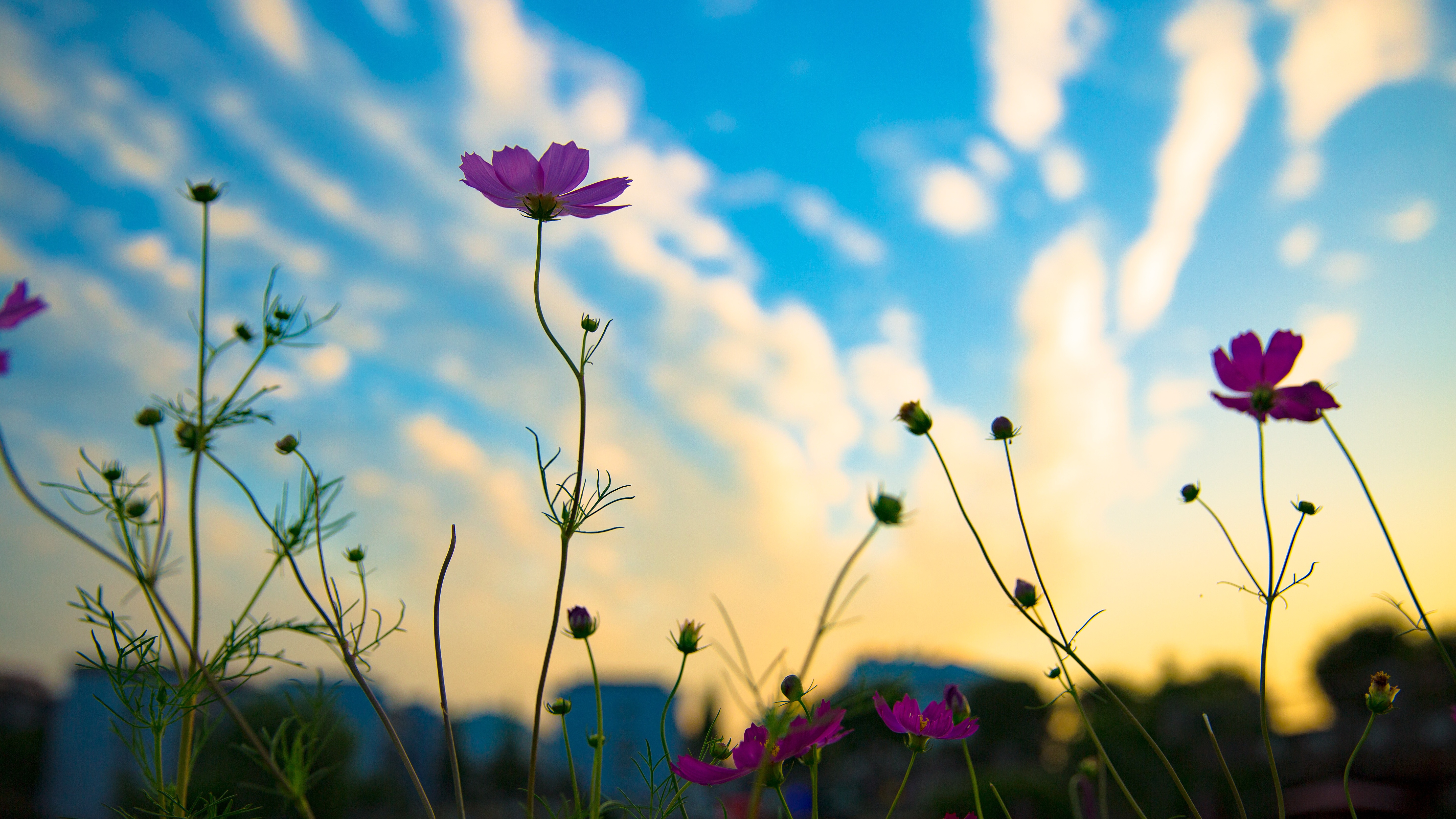 Download mobile wallpaper Flowers, Flower, Earth, Cosmos for free.