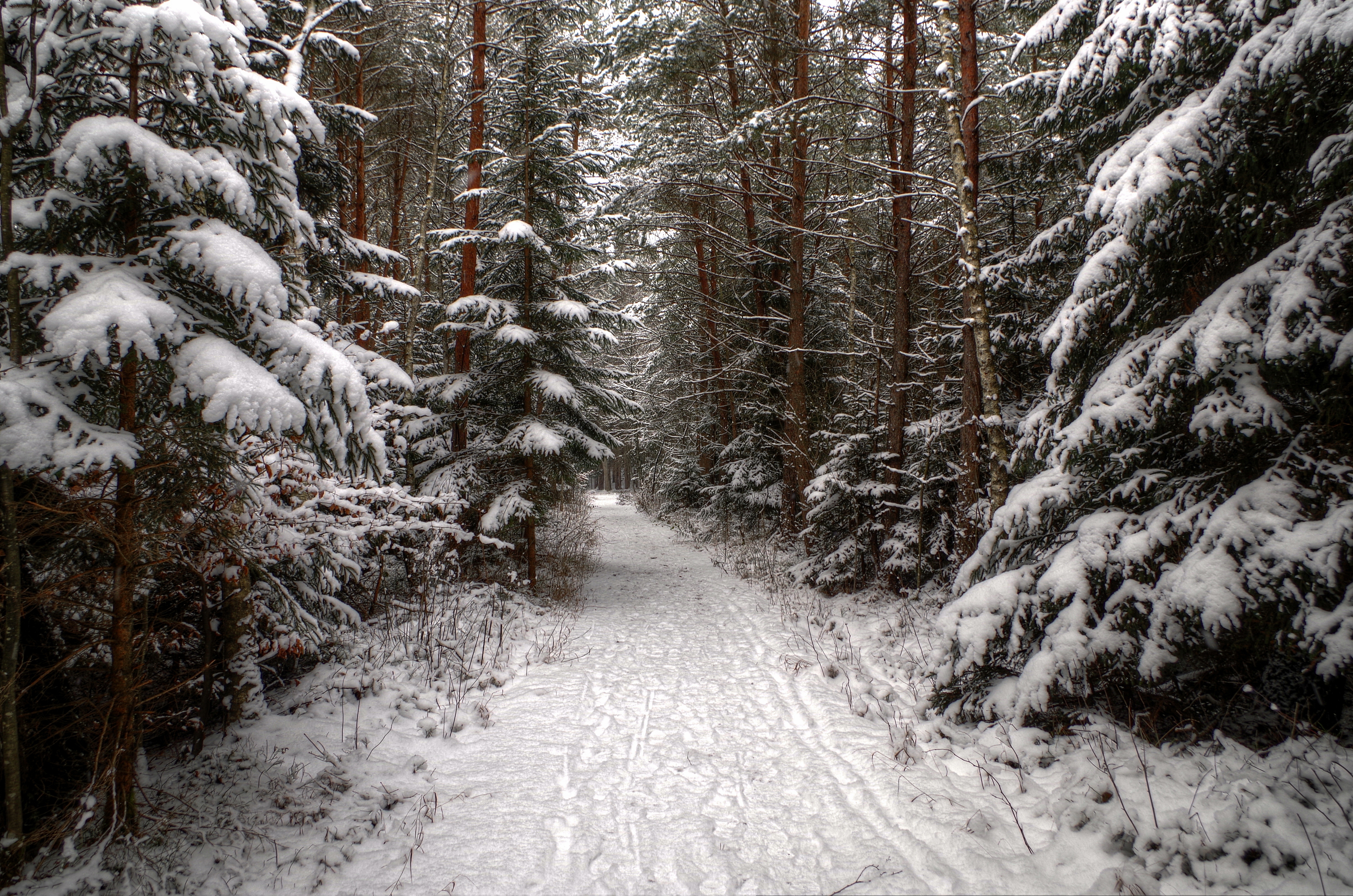 Скачать обои бесплатно Зима, Природа, Снег, Лес, Дерево, Сосна, Дорожка, Земля/природа картинка на рабочий стол ПК