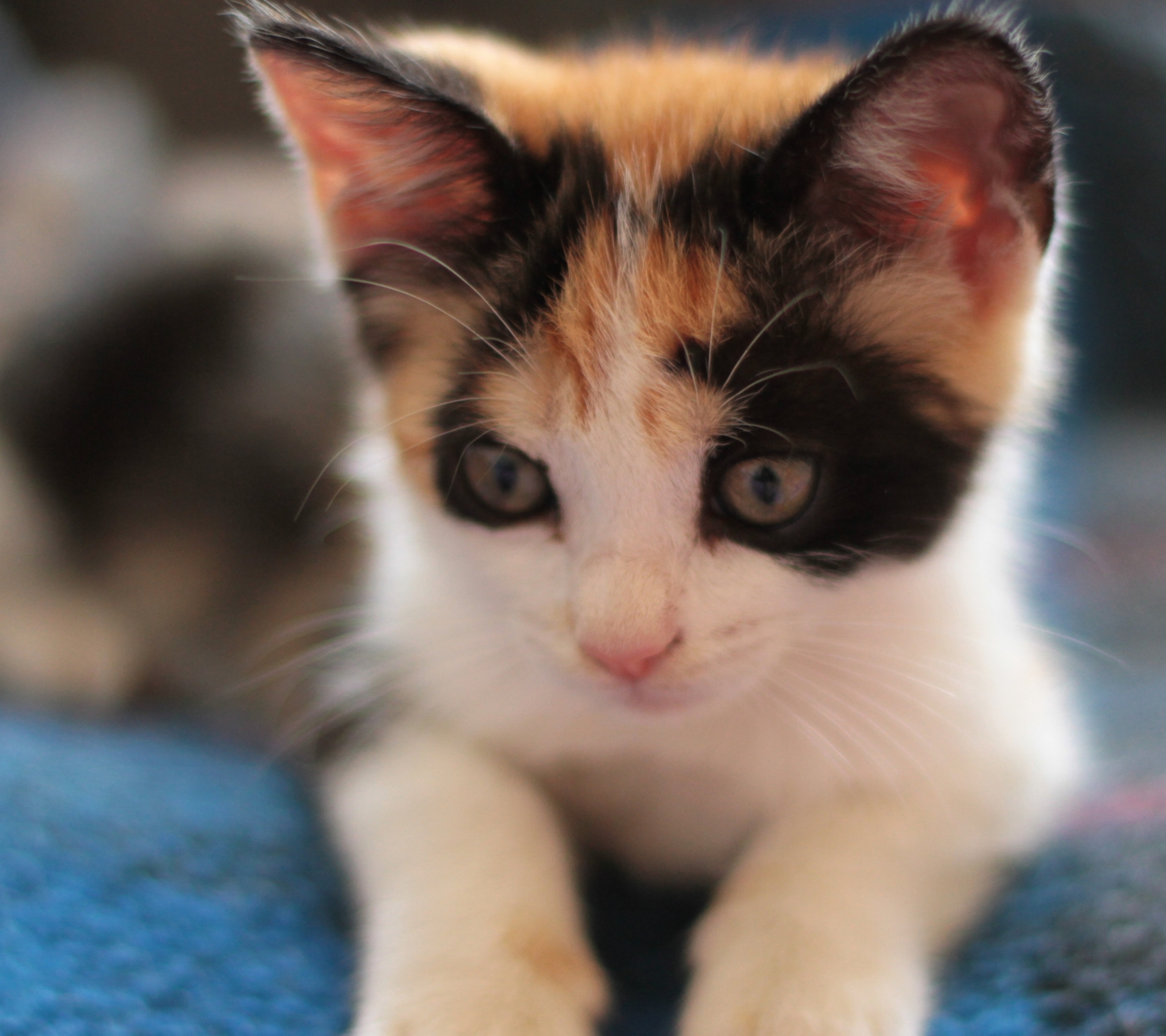 Laden Sie das Kätzchen, Katze, Katzen, Tiere-Bild kostenlos auf Ihren PC-Desktop herunter