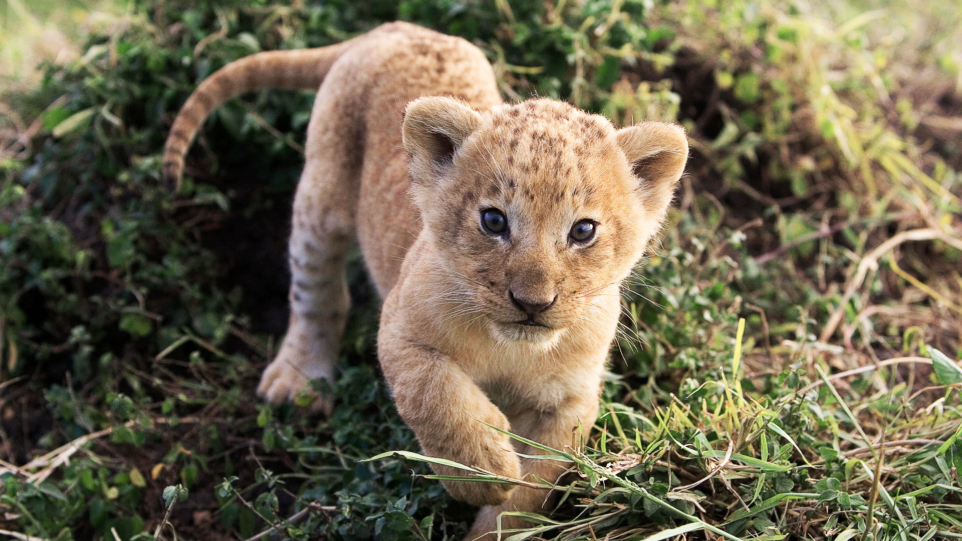 Descarga gratuita de fondo de pantalla para móvil de Animales, Gatos, León.