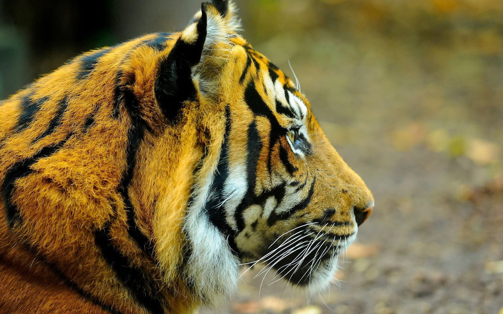 Descarga gratis la imagen Animales, Bozal, Manchado, Irregular, Depredador, Gato Grande, Tigre en el escritorio de tu PC