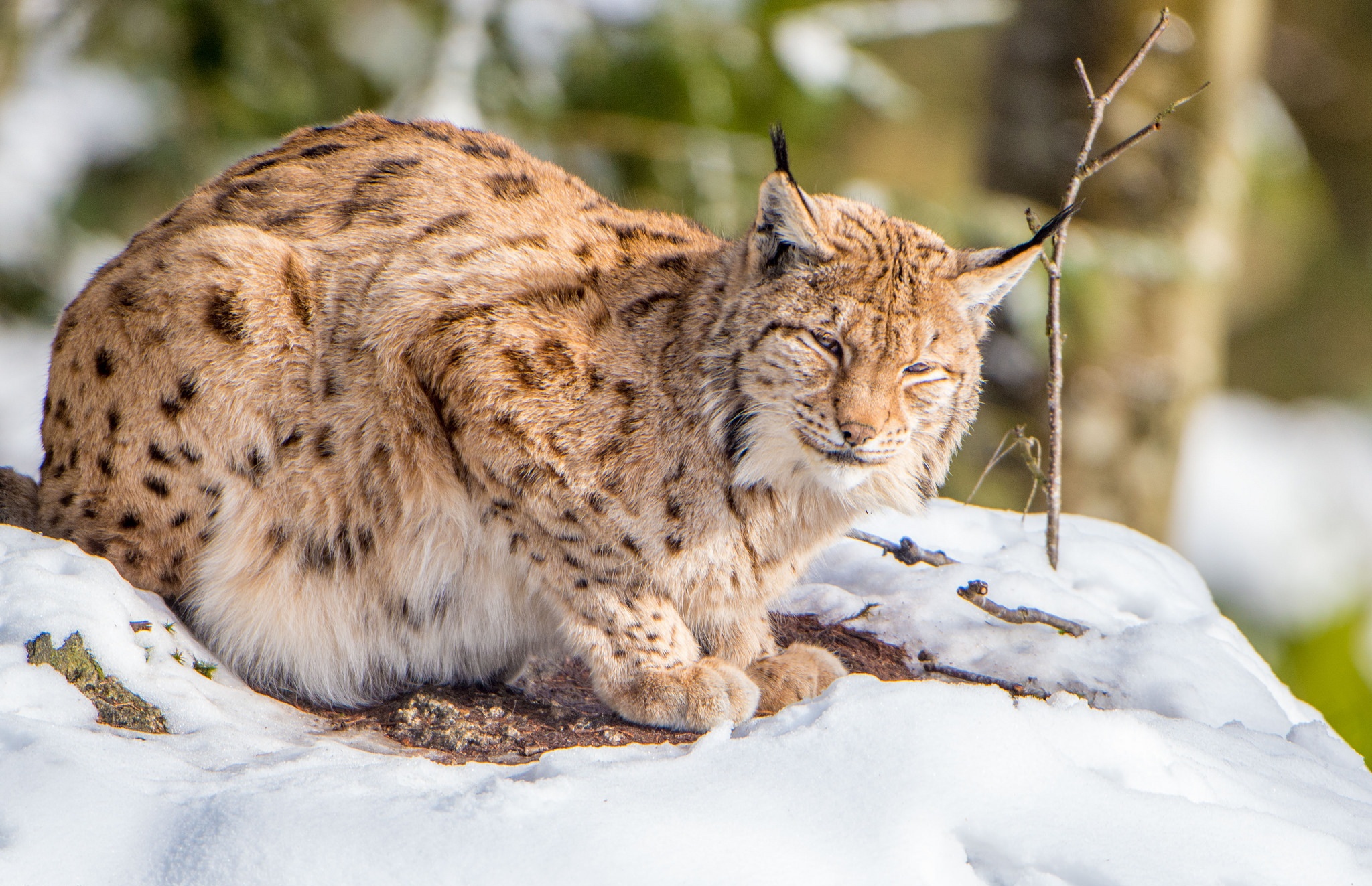 Handy-Wallpaper Luchs, Katzen, Tiere kostenlos herunterladen.