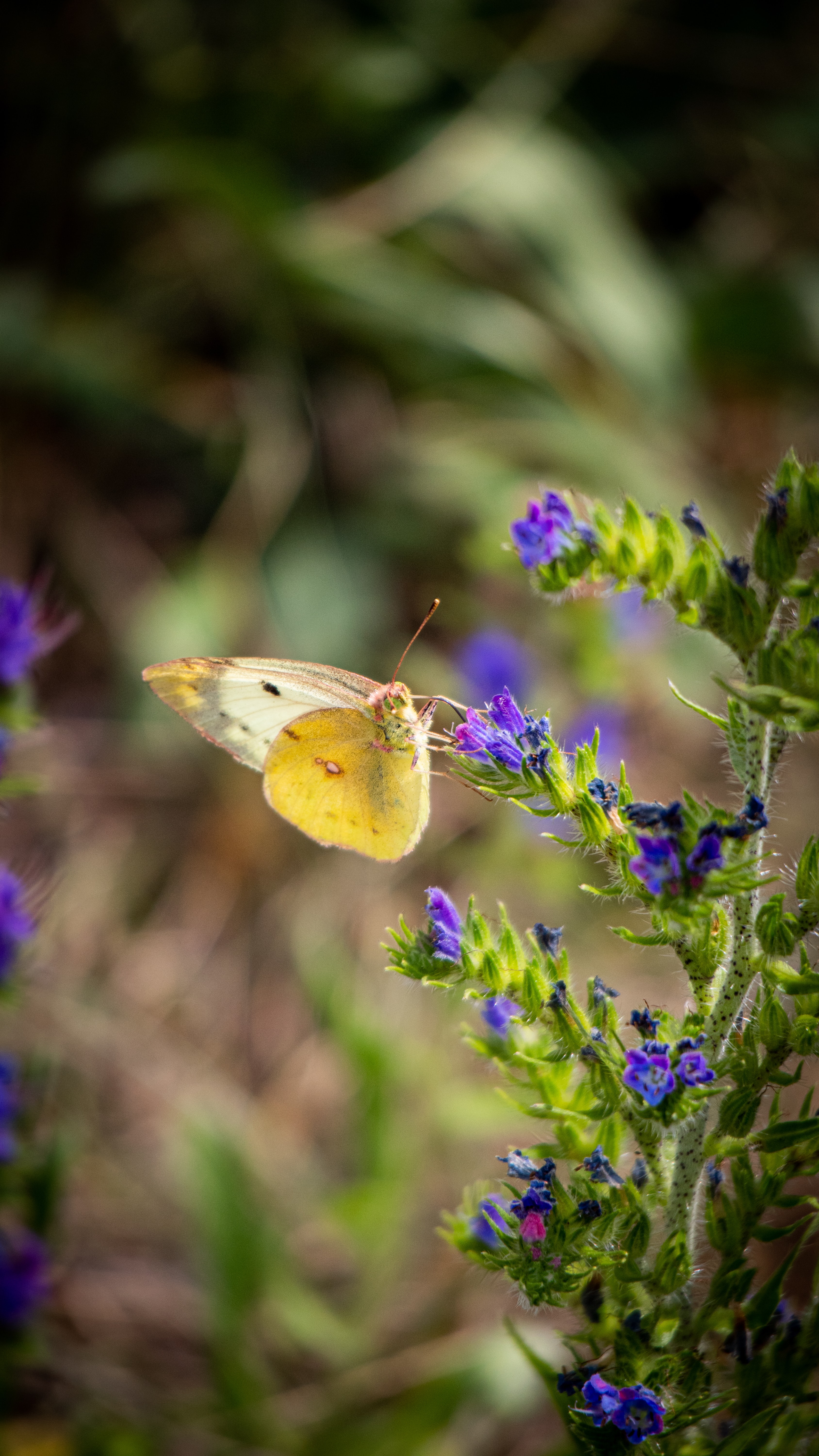 Free download wallpaper Animals, Flowers, Macro, Wings, Butterfly on your PC desktop