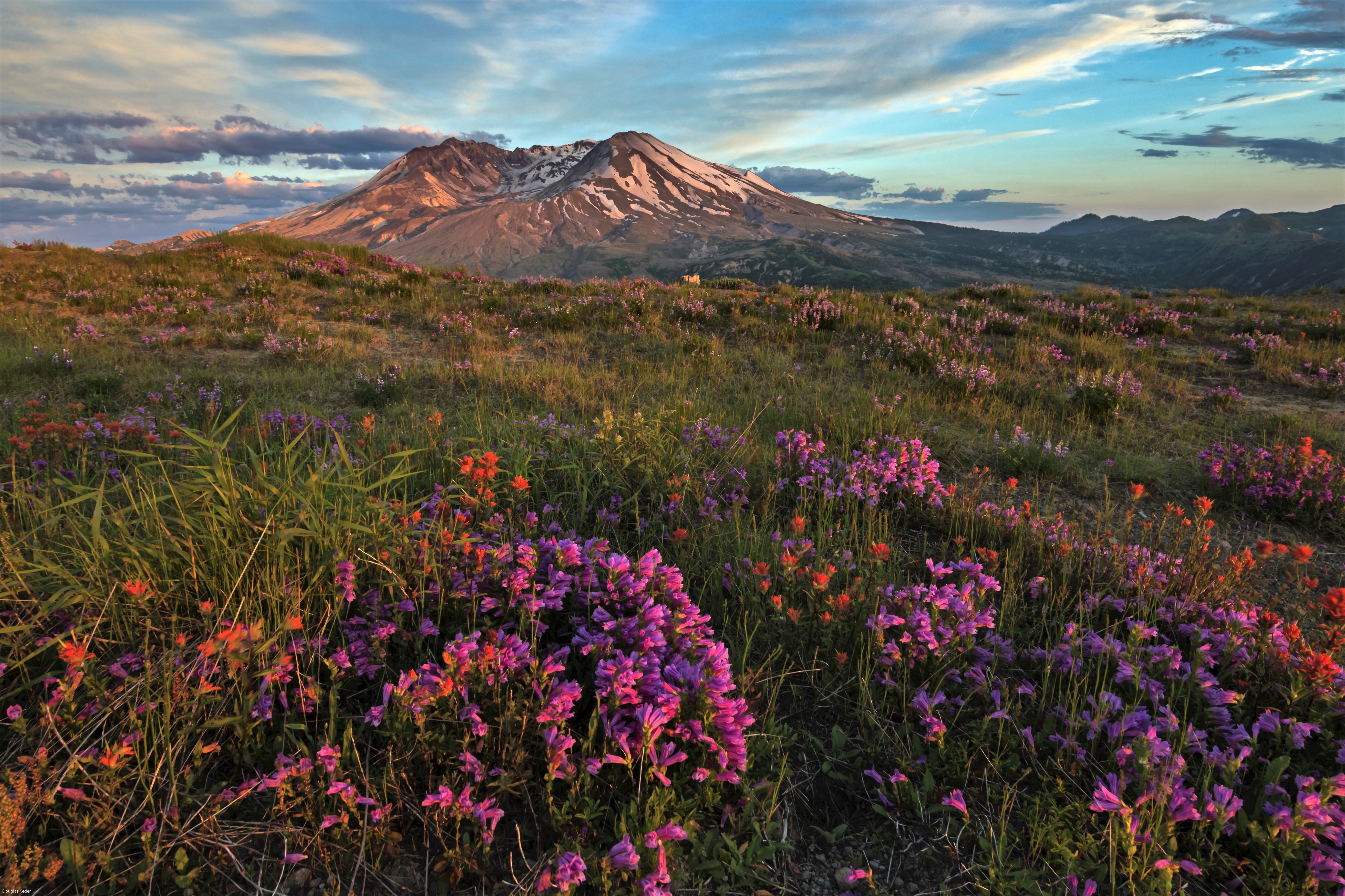 Handy-Wallpaper Landschaft, Blume, Vulkan, Erde/natur, Pinke Blume, Mount St Helens National Volcanic Monument kostenlos herunterladen.