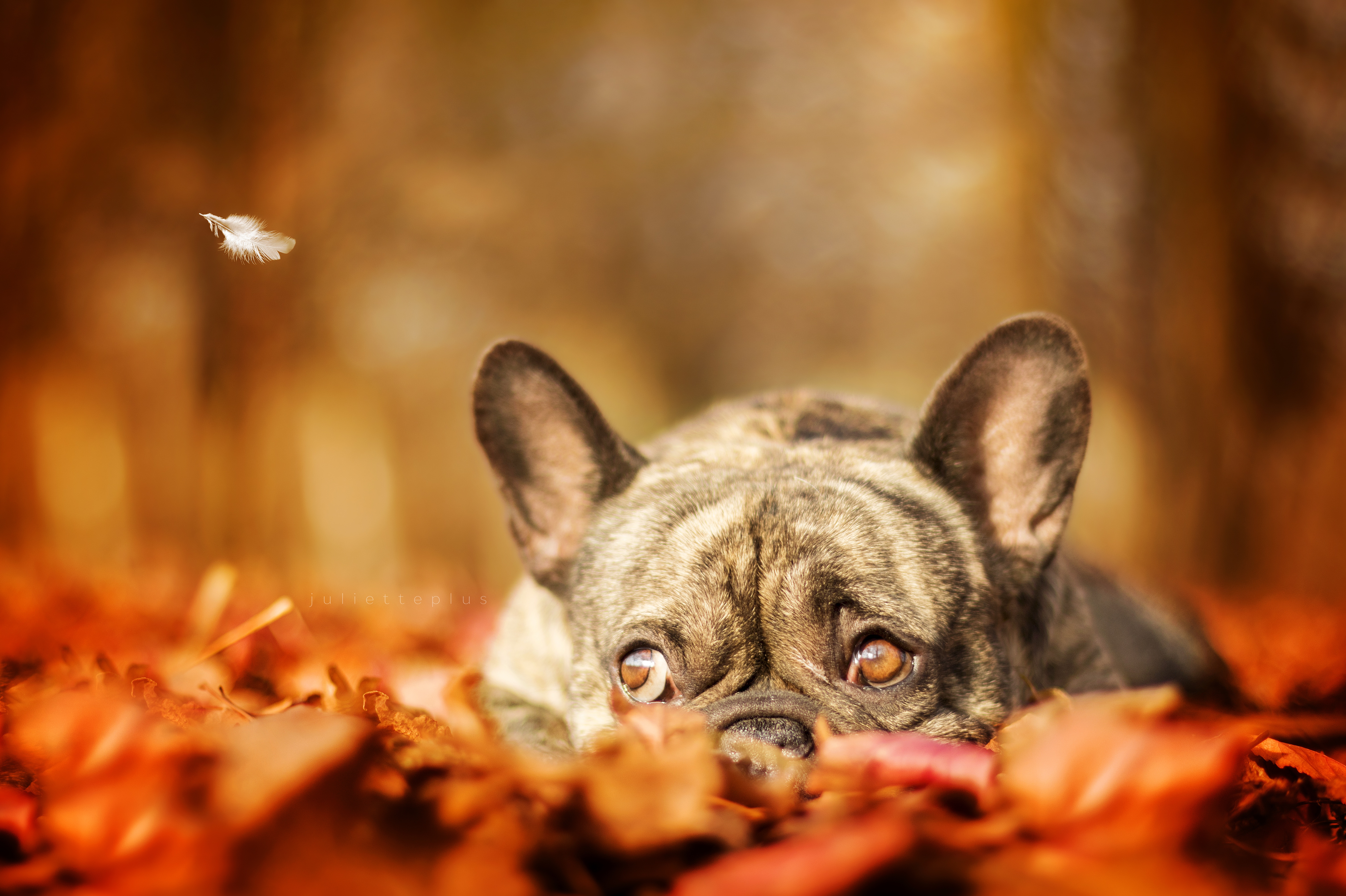 Download mobile wallpaper Dogs, Dog, Fall, Animal, French Bulldog, Depth Of Field for free.