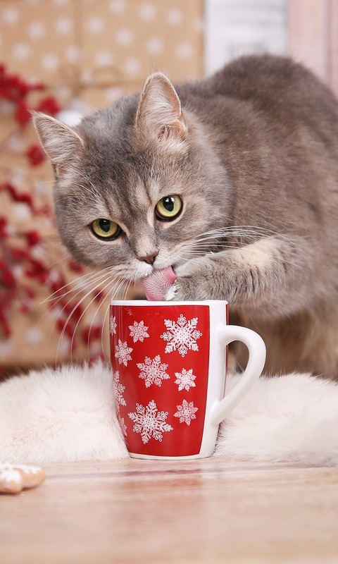 mug, animal, cat, drinking, cats