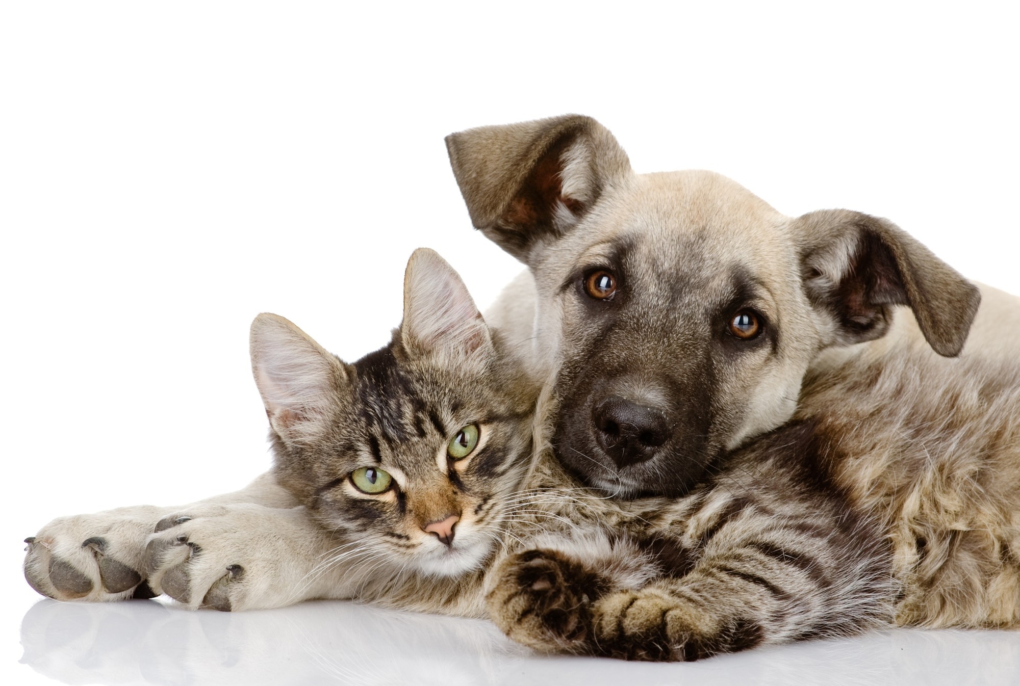 962447 télécharger l'image animaux, chat et chien, chat, chien, ami - fonds d'écran et économiseurs d'écran gratuits