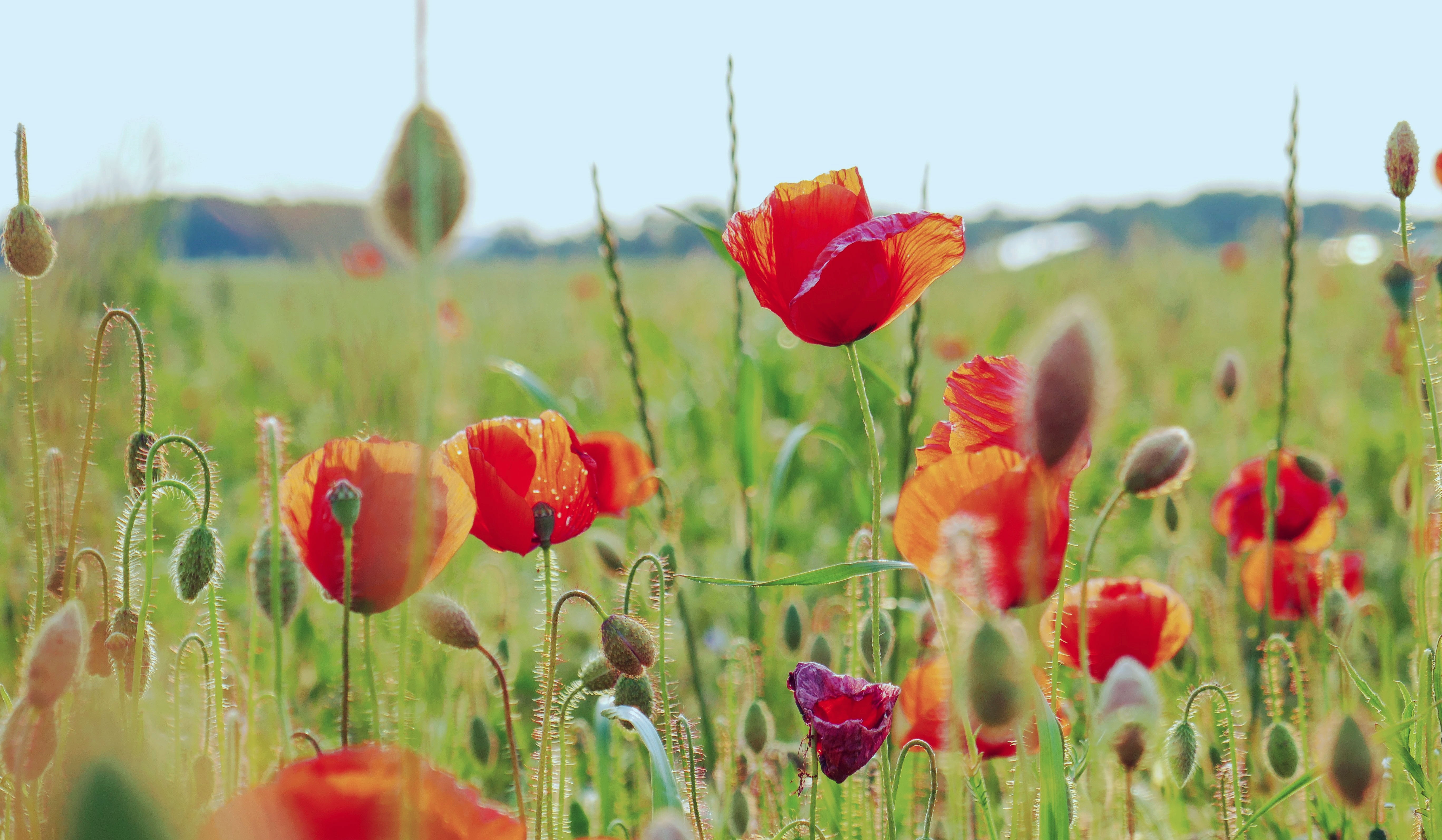 Laden Sie das Natur, Blumen, Mohn, Sommer, Blume, Rote Blume, Erde/natur, Tiefenschärfe-Bild kostenlos auf Ihren PC-Desktop herunter