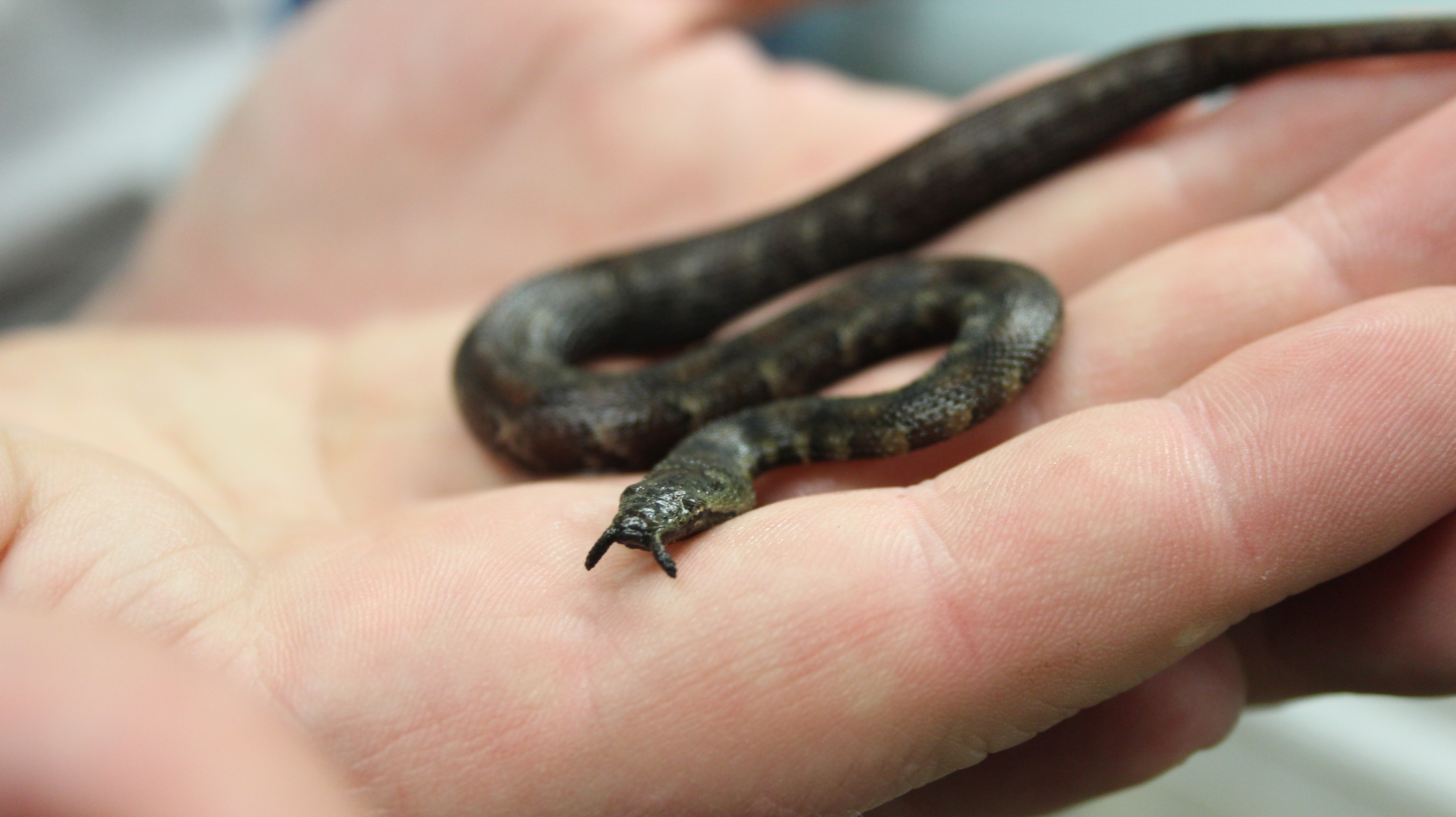 Téléchargez des papiers peints mobile Animaux, Serpent gratuitement.