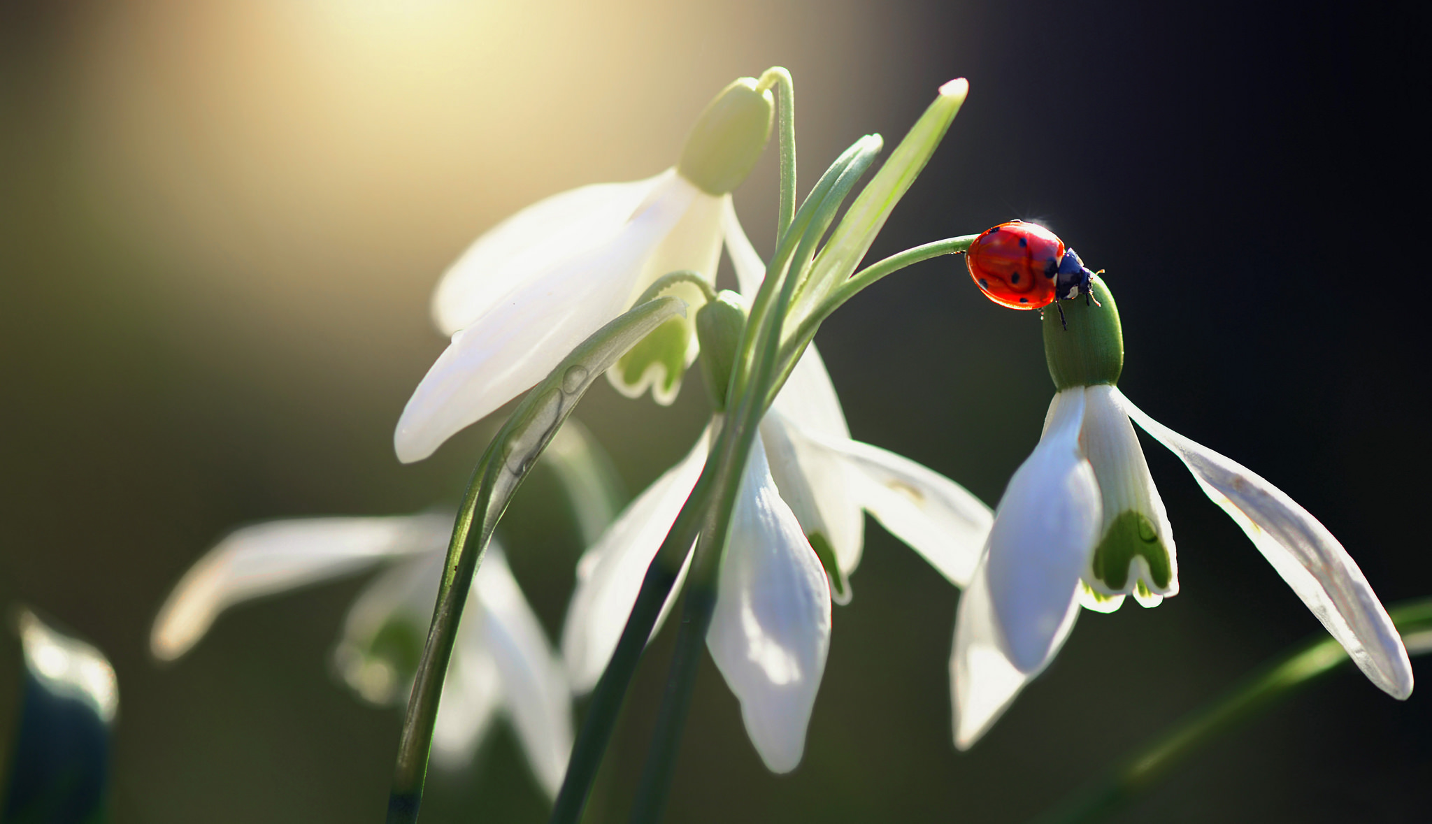 Téléchargez gratuitement l'image Animaux, Fleur, Insecte, Fleur Blanche, Cocinelle sur le bureau de votre PC