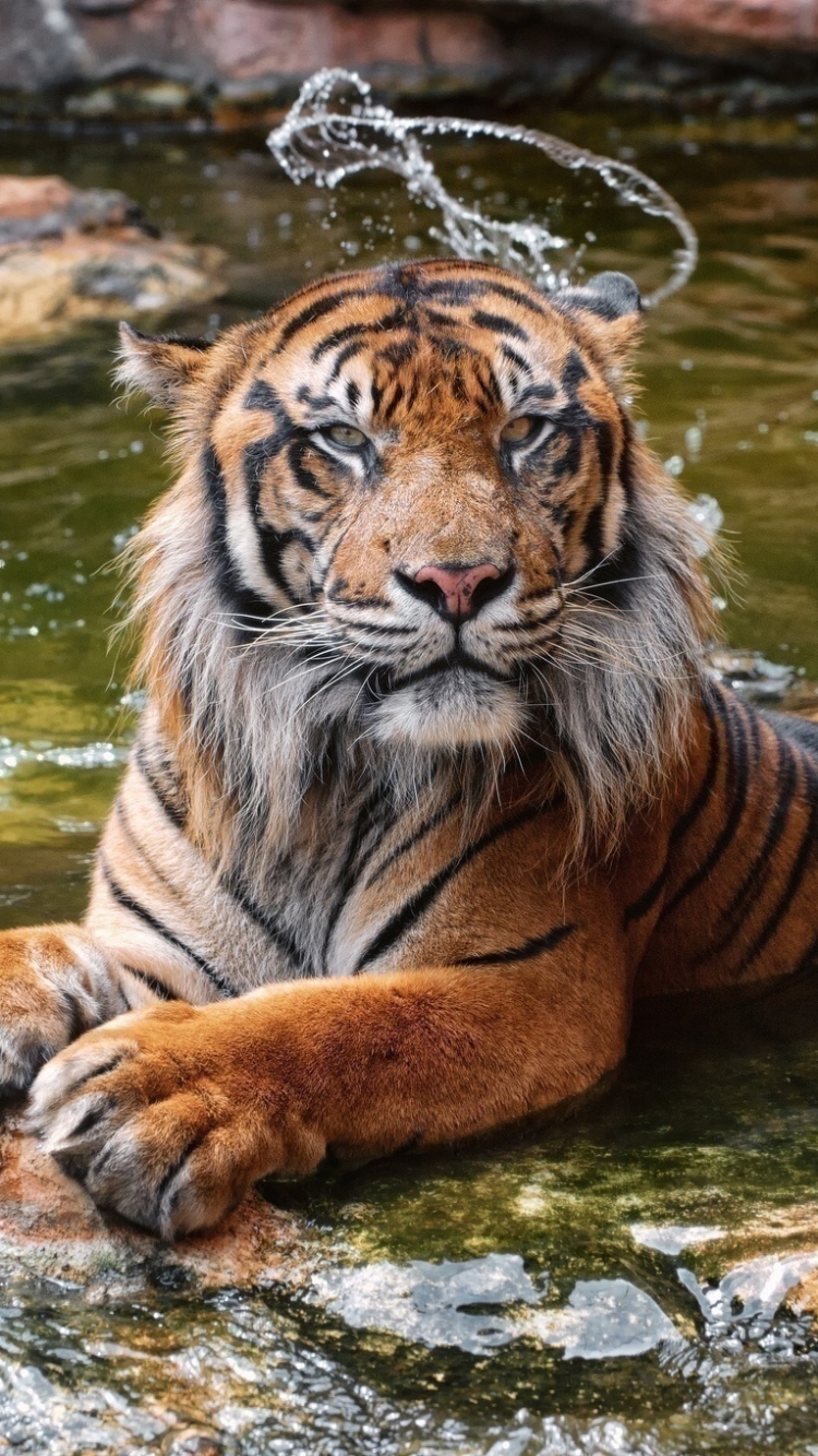 無料モバイル壁紙動物, 水, 猫, 虎をダウンロードします。