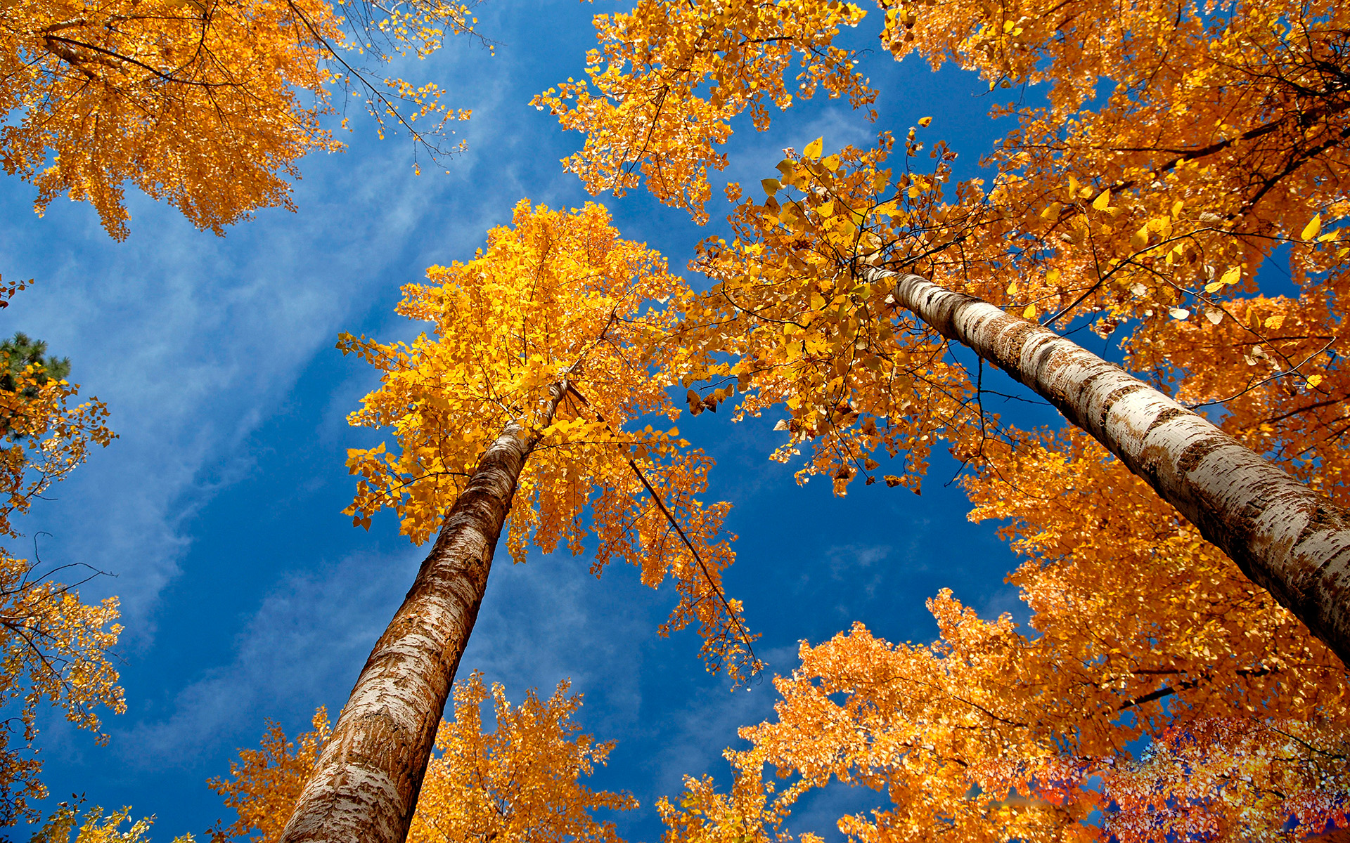 Скачать обои бесплатно Природа, Деревья, Осень, Дерево, Листва, Земля/природа картинка на рабочий стол ПК