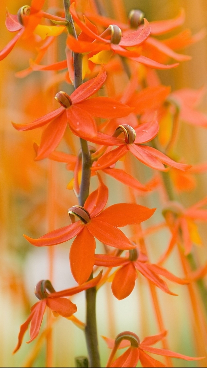 Descarga gratuita de fondo de pantalla para móvil de Flores, Florecer, Tierra/naturaleza.