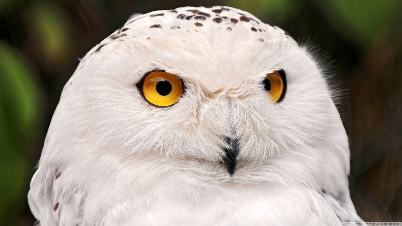 Download mobile wallpaper Bird, Animal, Snowy Owl for free.