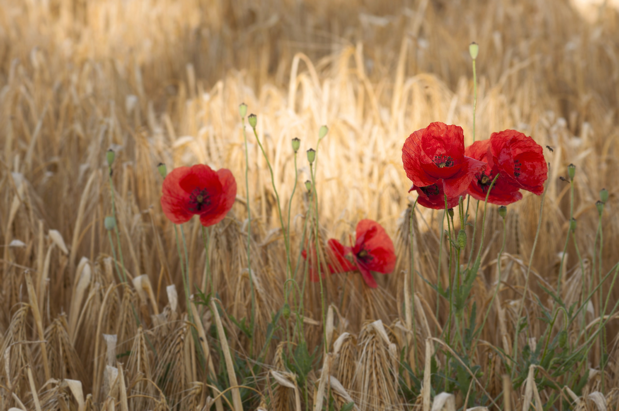 Handy-Wallpaper Blumen, Mohn, Sommer, Weizen, Blume, Feld, Rote Blume, Erde/natur kostenlos herunterladen.