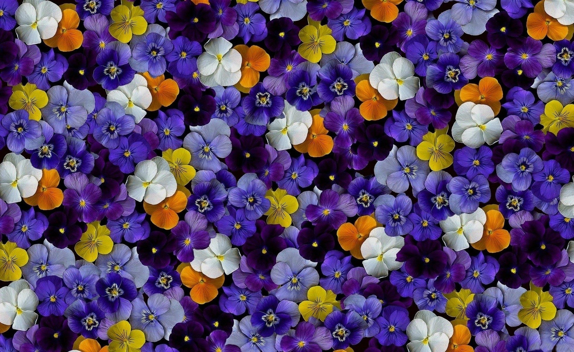 Baixe gratuitamente a imagem Flores, Cores, Colorido, Terra/natureza, Amor Perfeito De Jardim na área de trabalho do seu PC