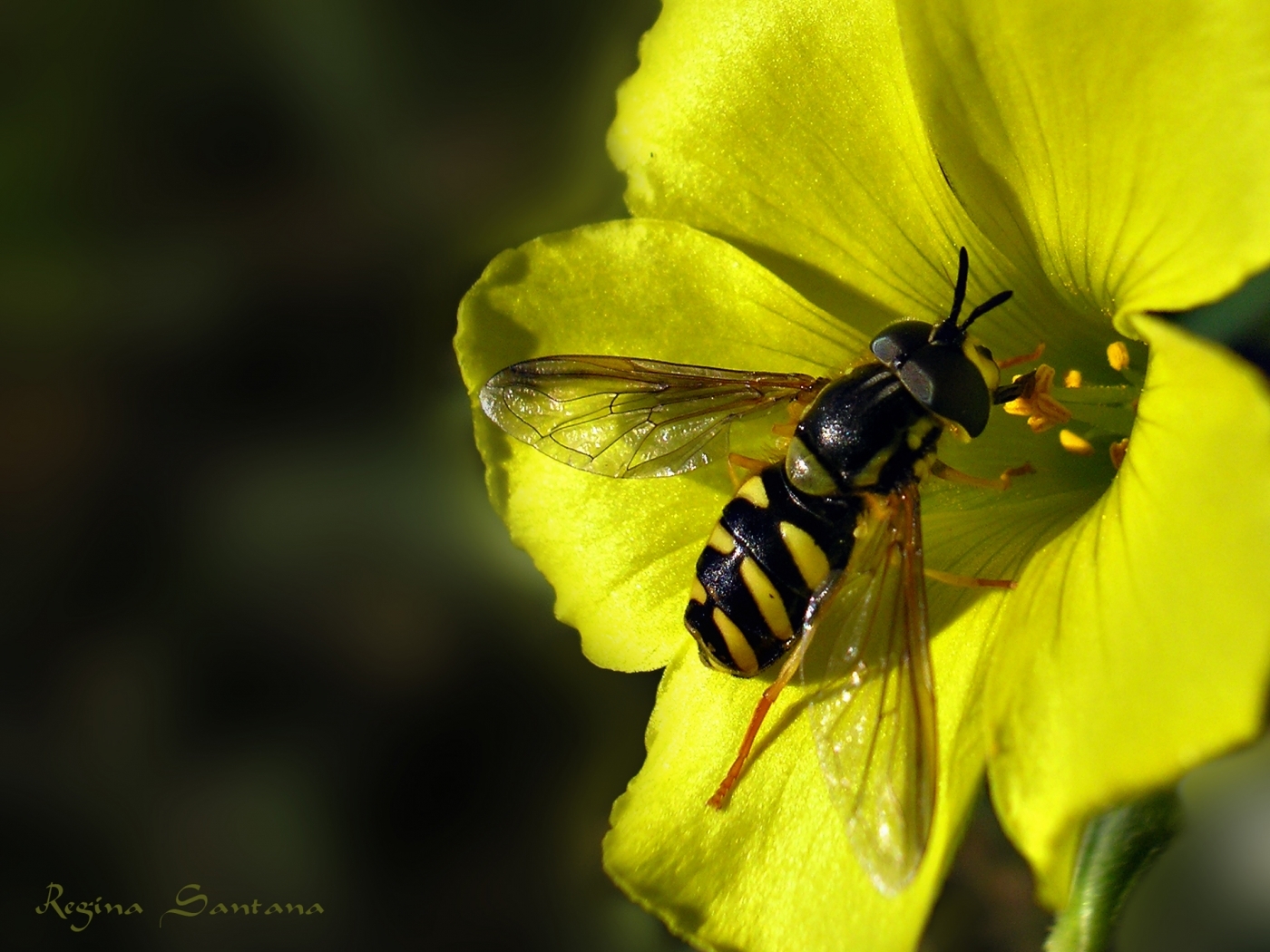 26792 descargar fondo de pantalla insectos, abejas, amarillo: protectores de pantalla e imágenes gratis