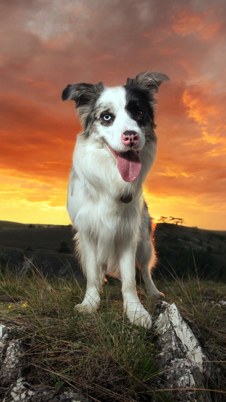 Handy-Wallpaper Tiere, Hunde, Hund, Border Collie kostenlos herunterladen.