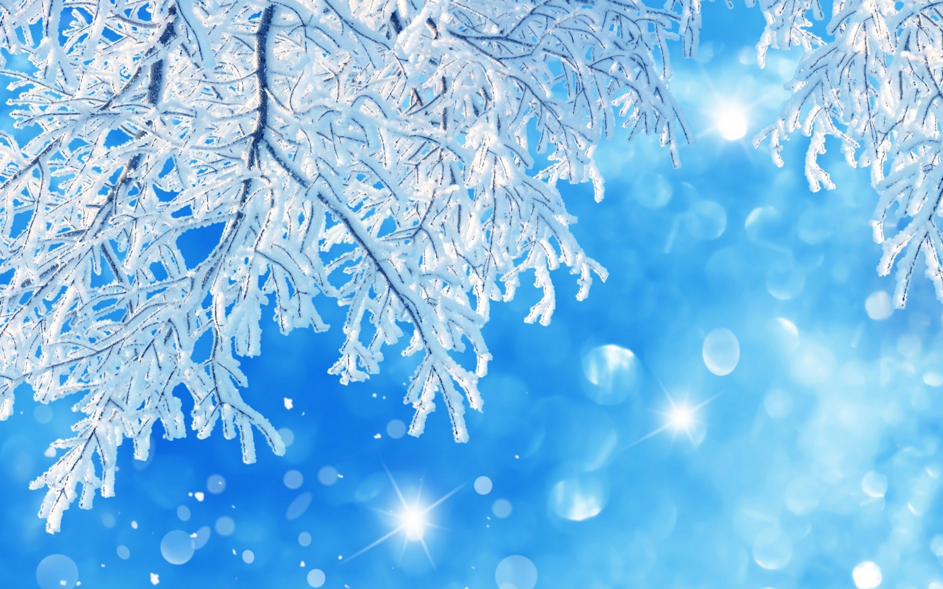 Baixe gratuitamente a imagem Inverno, Natureza, Ramo, Geada, Terra/natureza na área de trabalho do seu PC