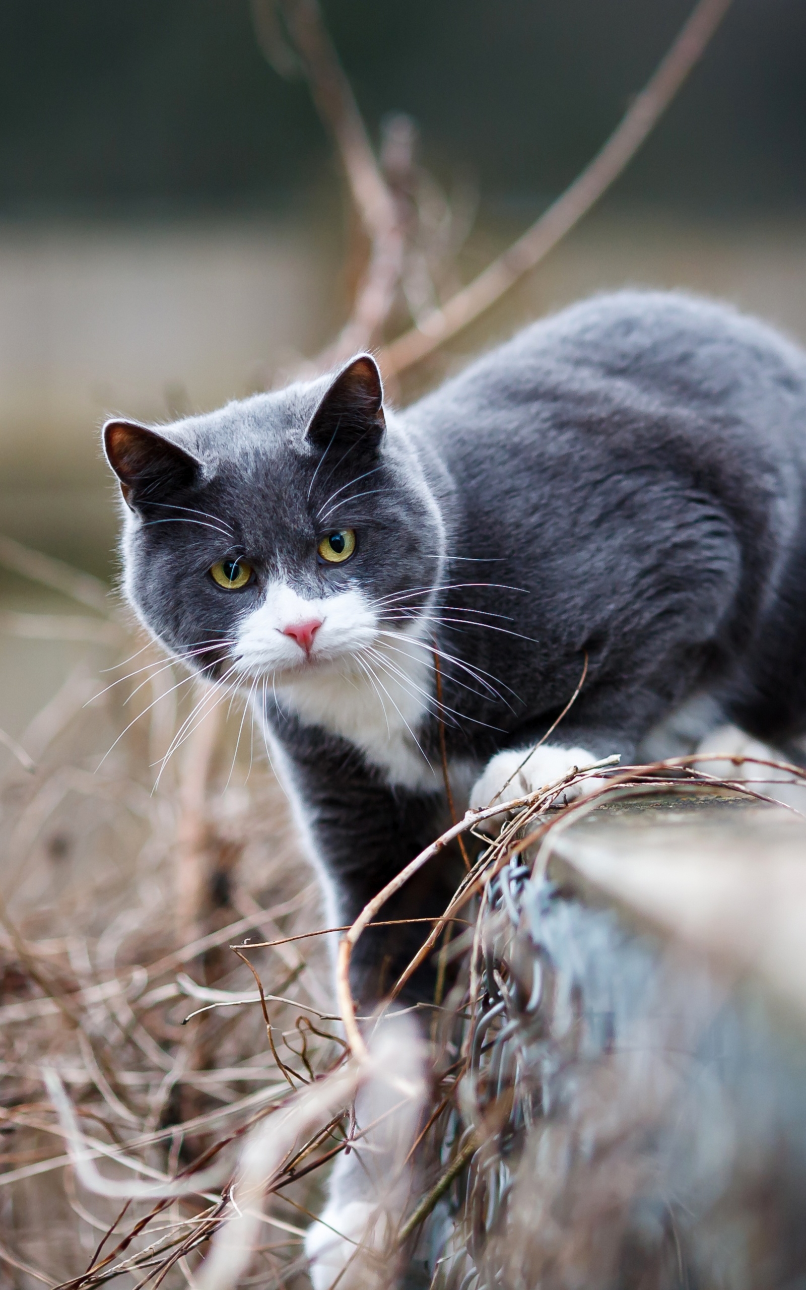 Baixe gratuitamente a imagem Gato, Gatos, Animais na área de trabalho do seu PC