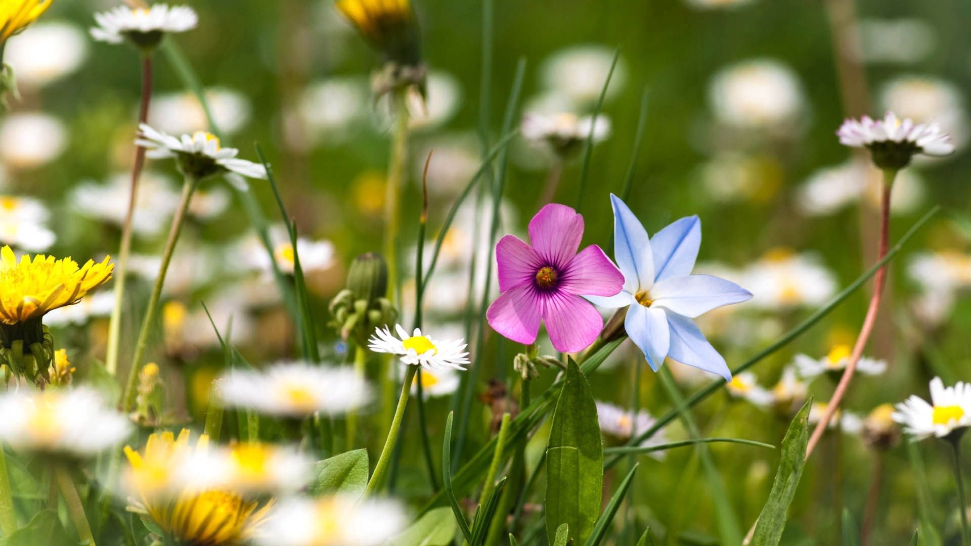 Laden Sie das Blumen, Grass, Feld-Bild kostenlos auf Ihren PC-Desktop herunter