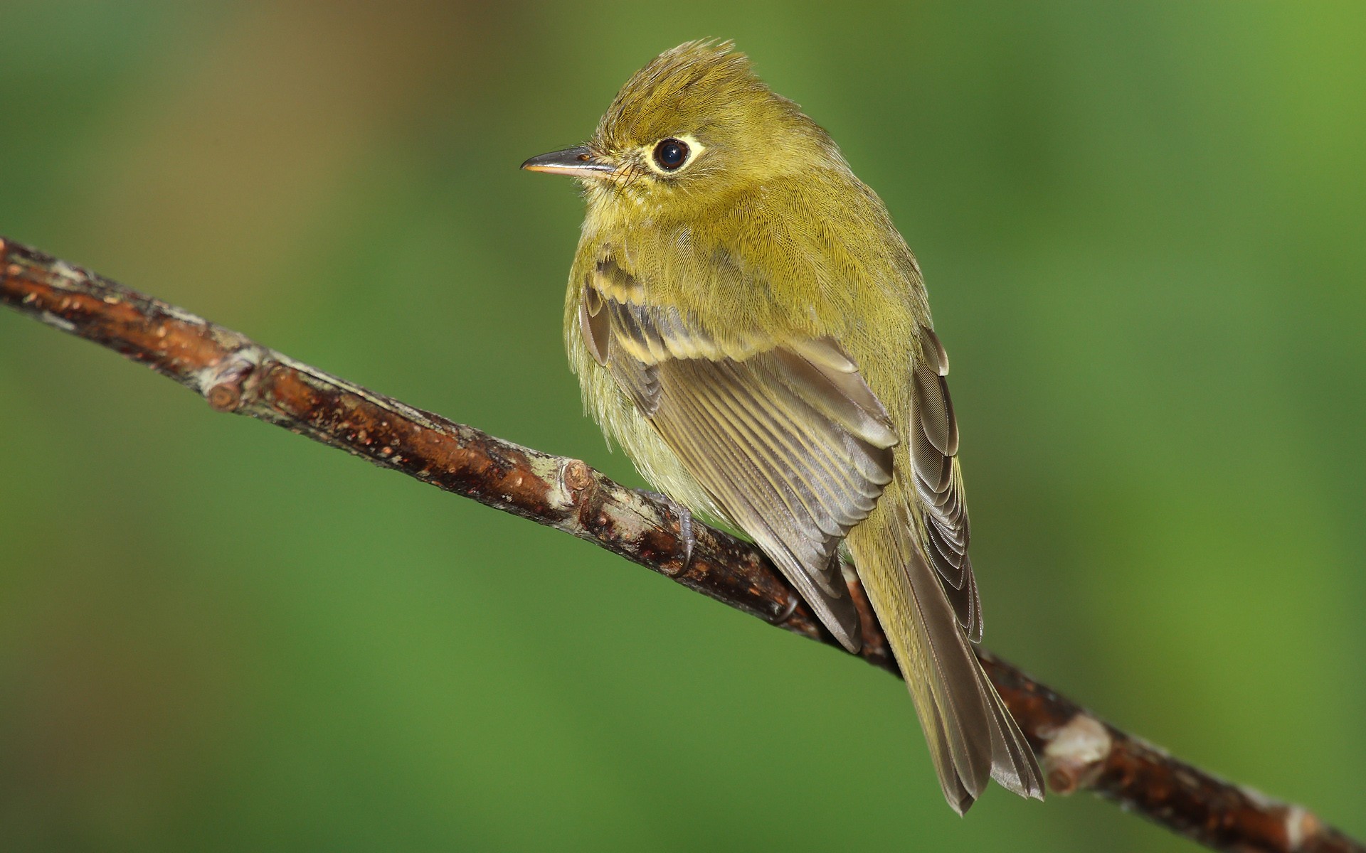 Téléchargez des papiers peints mobile Oiseau, Des Oiseaux, Animaux gratuitement.