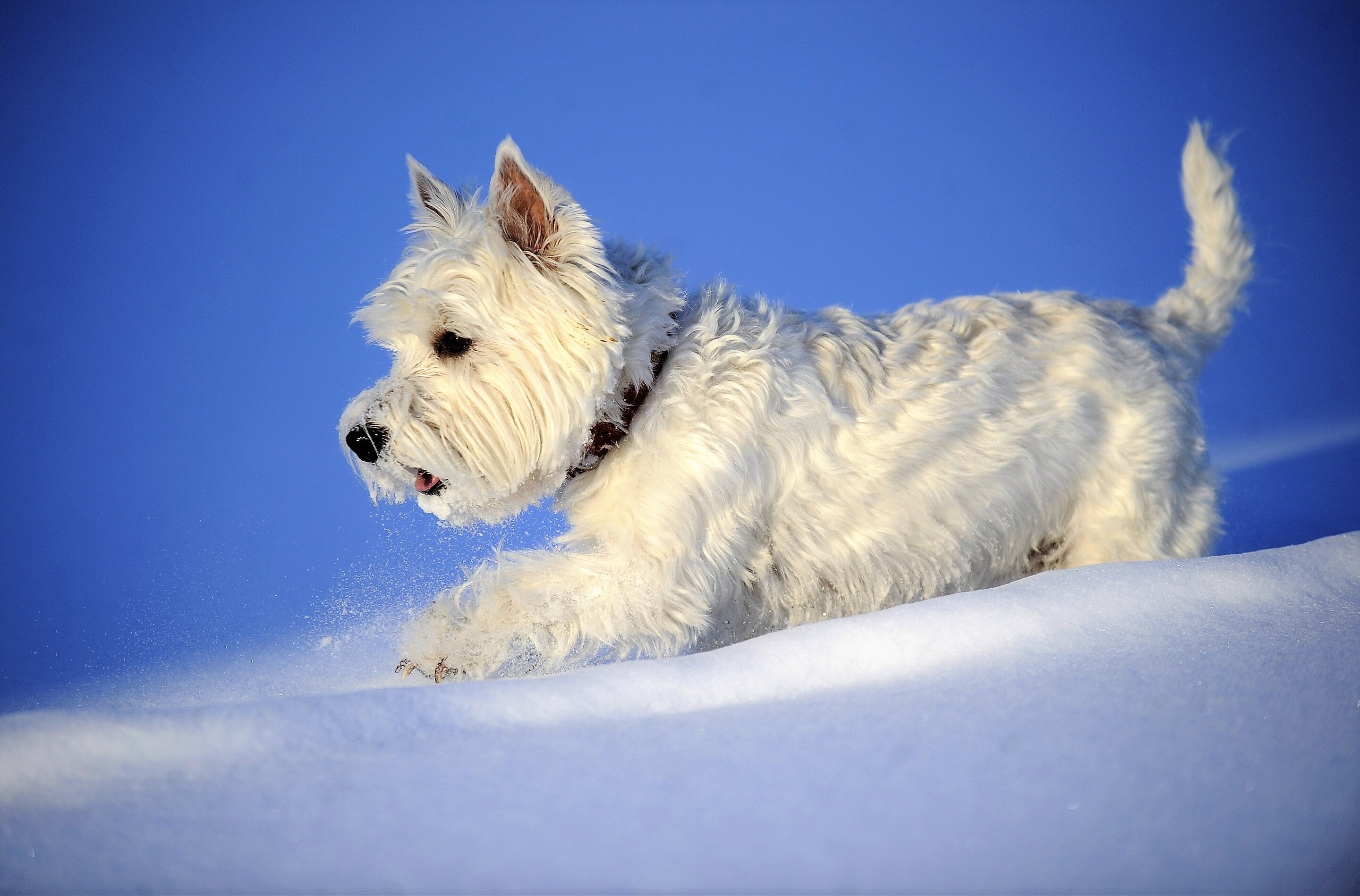 436269 Hintergrundbild herunterladen tiere, west highland white terrier, hund, schnee, winter, hunde - Bildschirmschoner und Bilder kostenlos