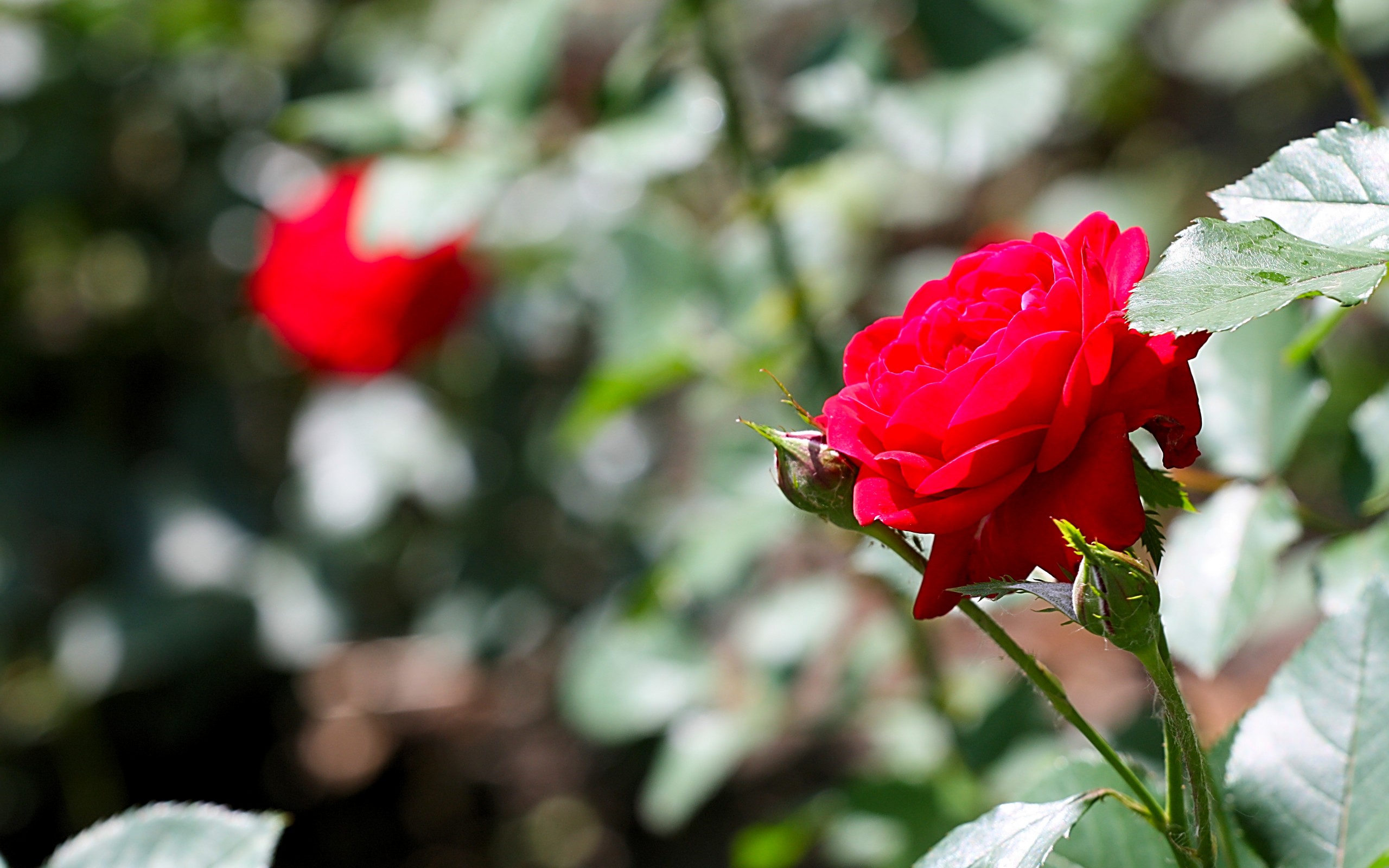 PCデスクトップにフラワーズ, 薔薇, 地球画像を無料でダウンロード